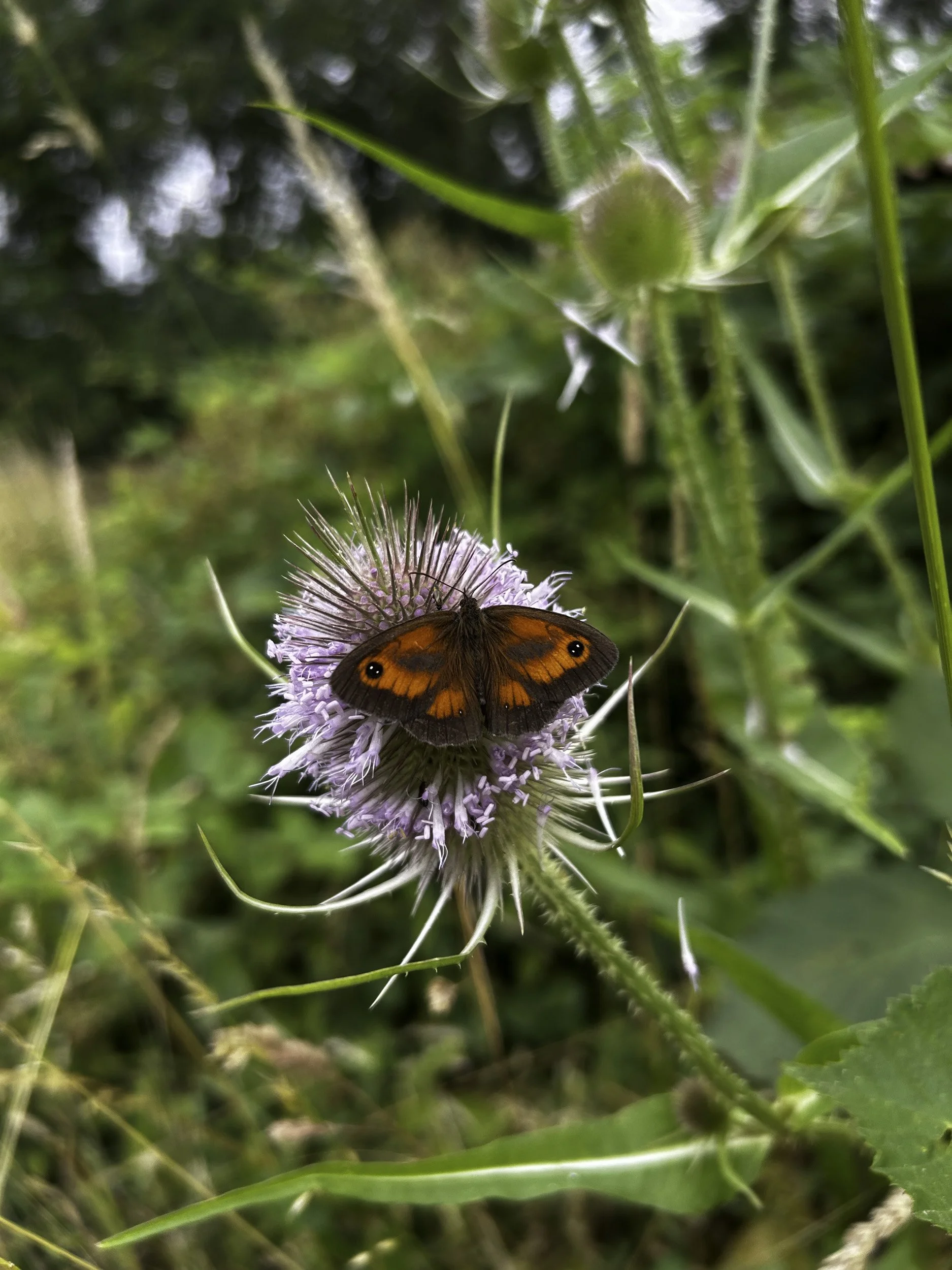 A butterfly with orange and black wings resting on a purple spiky flower in a green natural setting.