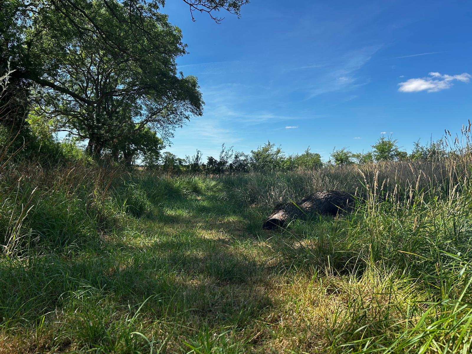 A grassy trail through a field with a large tree on the left and a black pipe on the right, under a blue sky with a few white clouds.