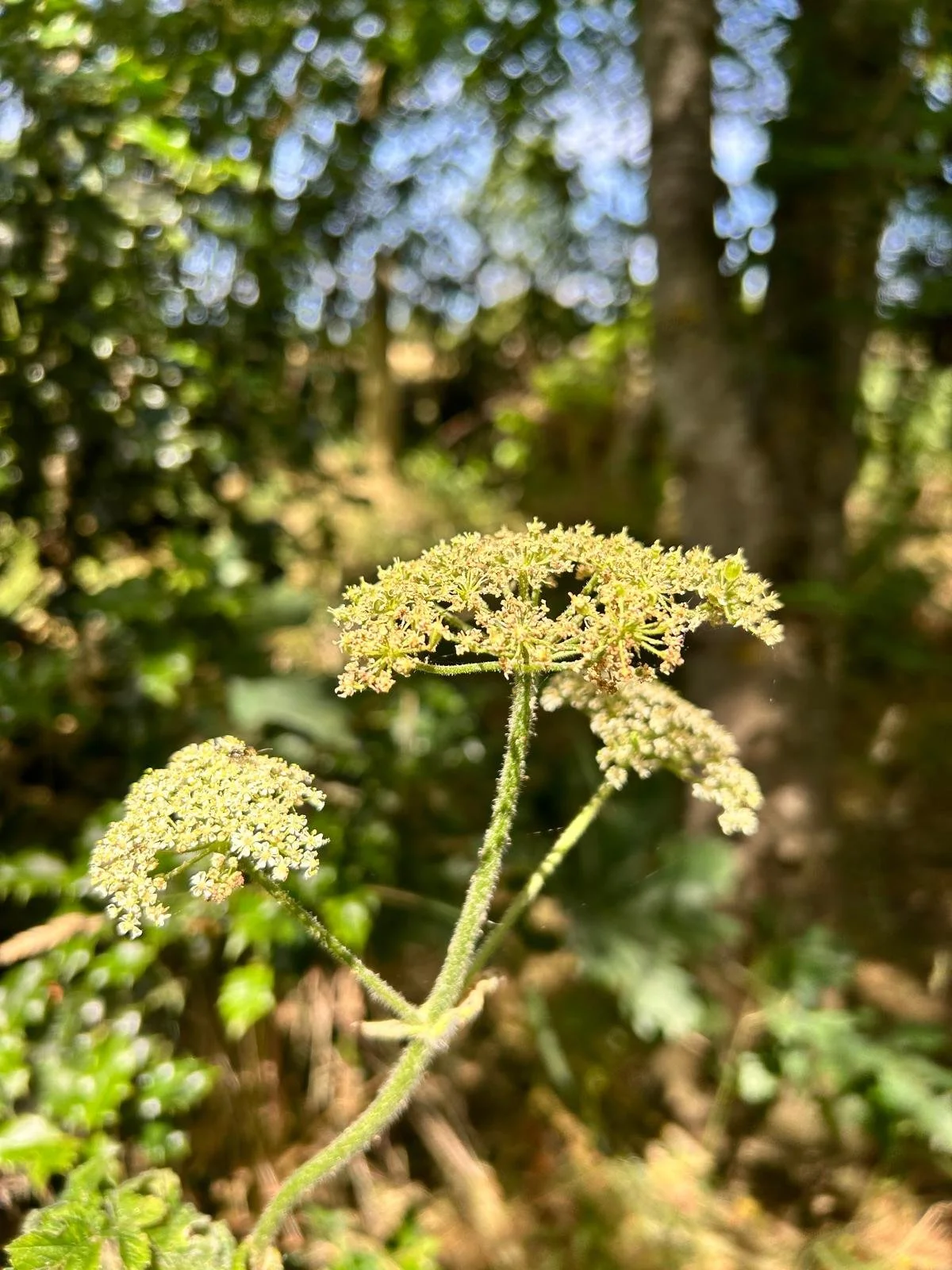 Close-up of a flowering plant in a forest with a green leafy background and sunlight shining through.