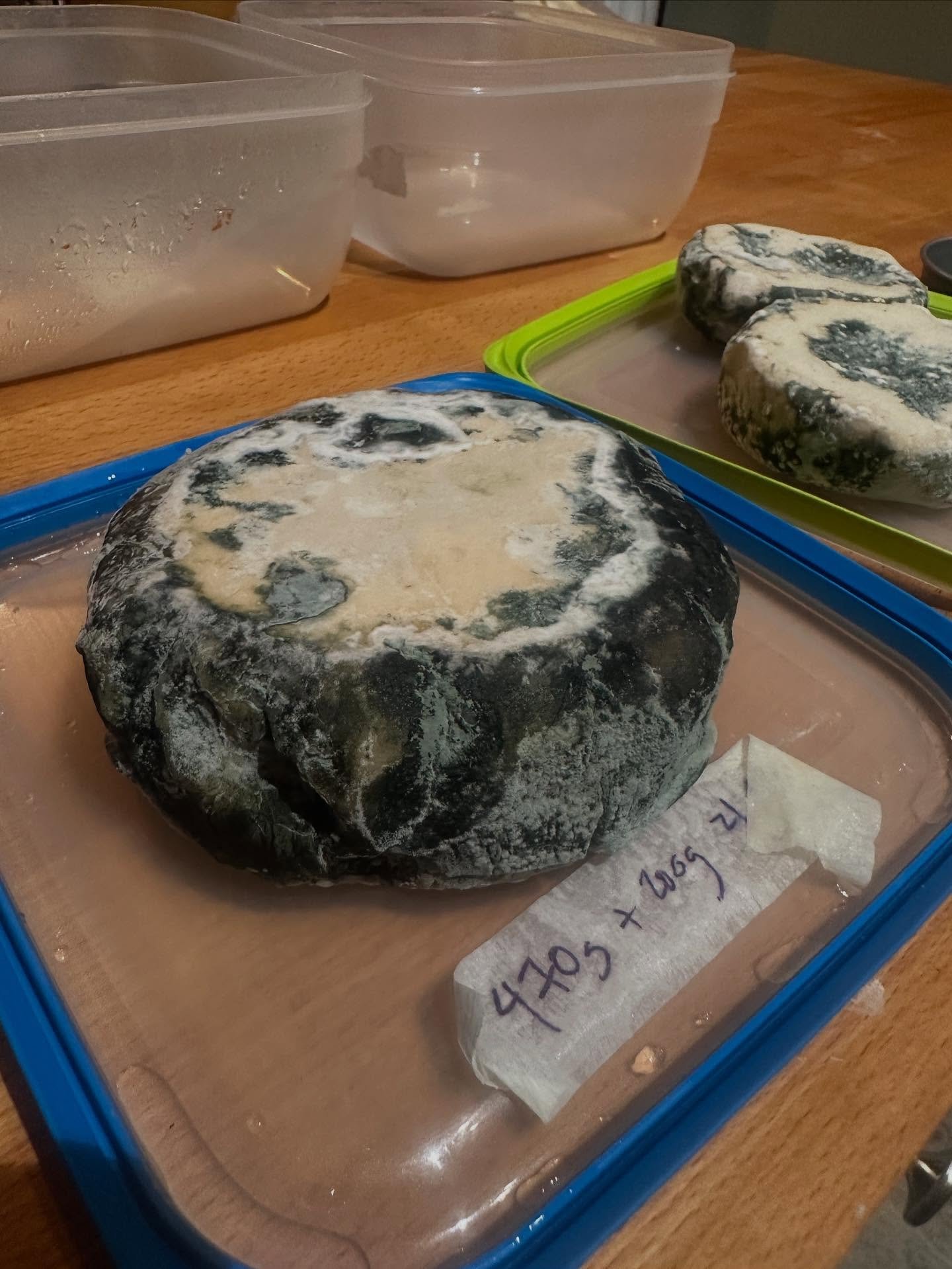 Big Bertha update: she&rsquo;s thriving.

This beast of a blue is coming into her own! Thick rind, marbled creases, and the beginnings of that classic salty smell. The goal with Bertha was to test whether a larger format would give us a creamier core
