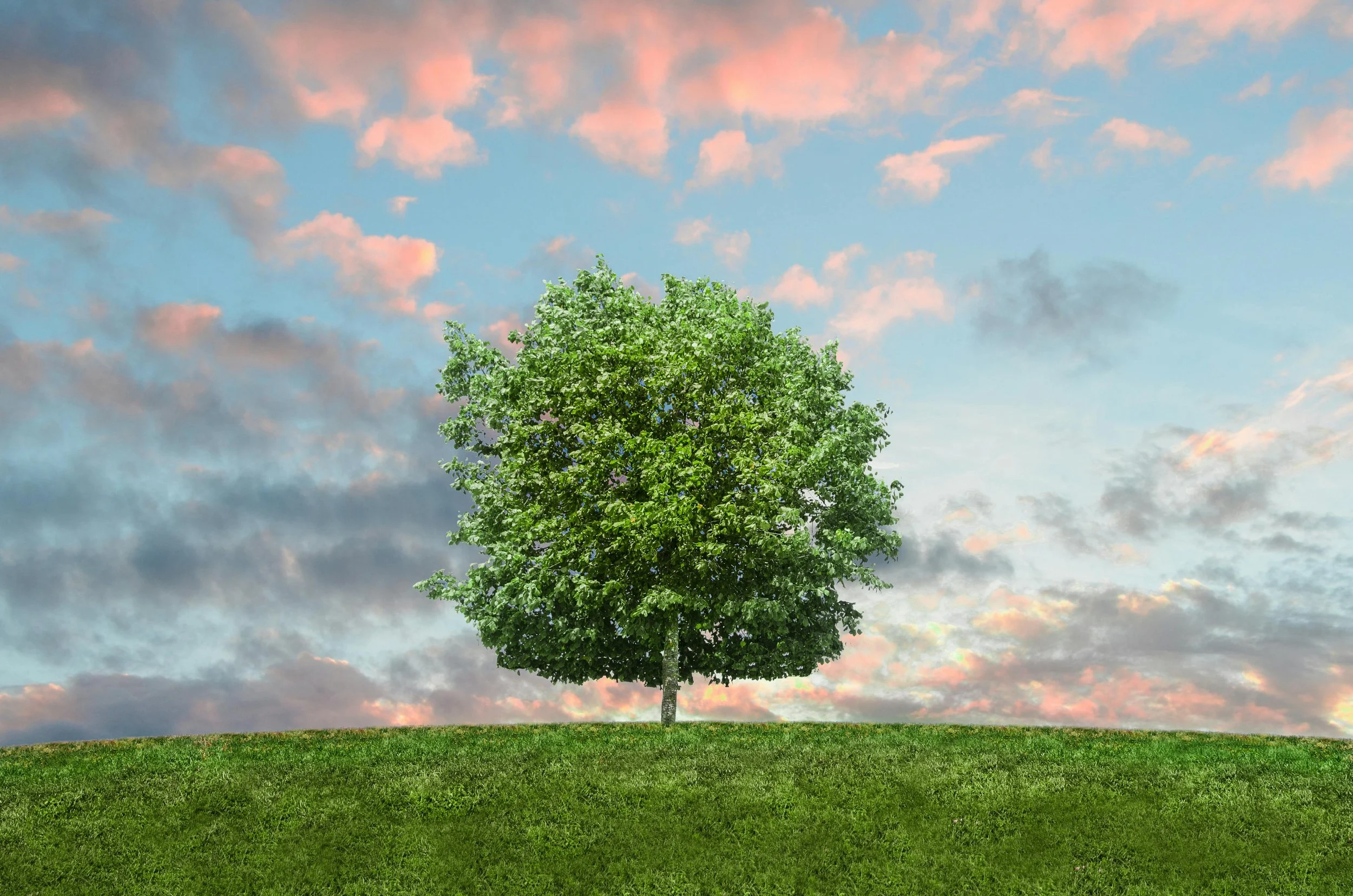 Single green tree on a grassy hill under a sky with pink and gray clouds at sunset.