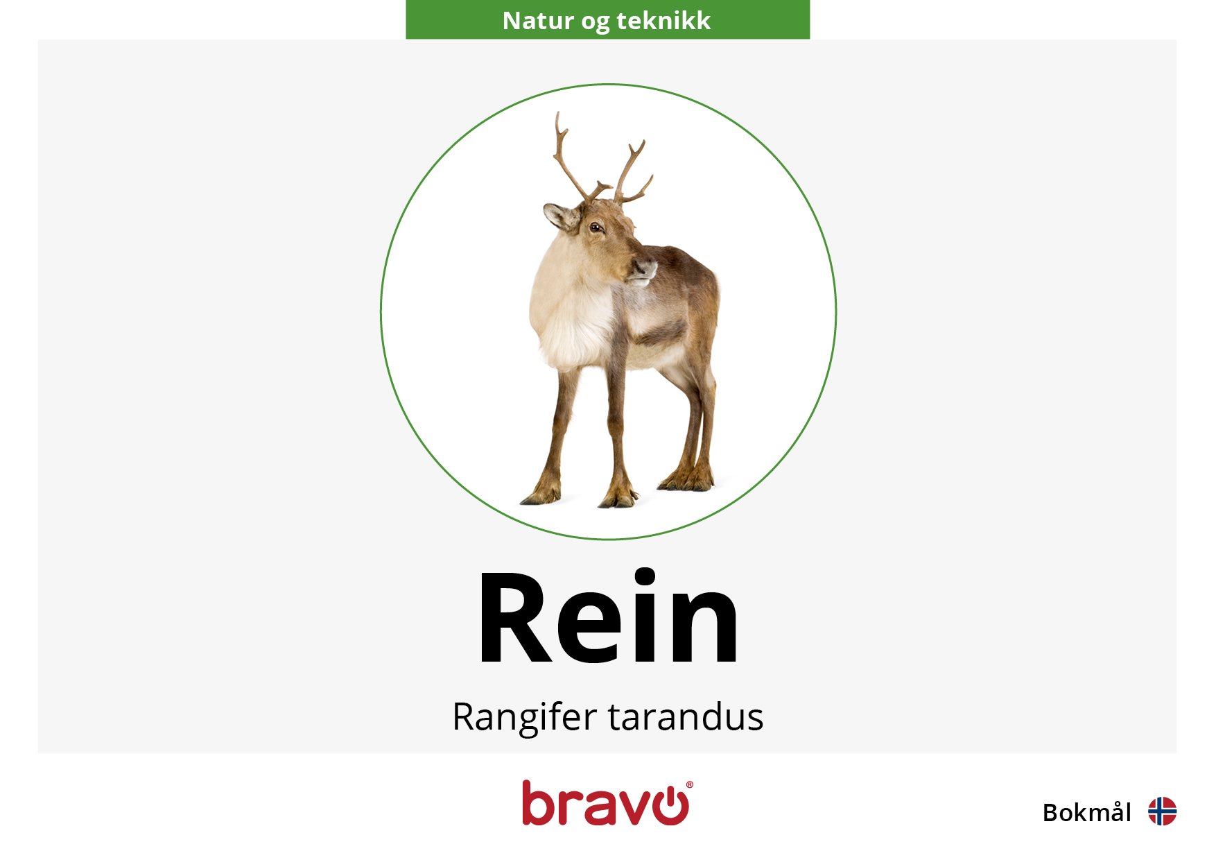 Last ned: Bravo Maxibok - rein