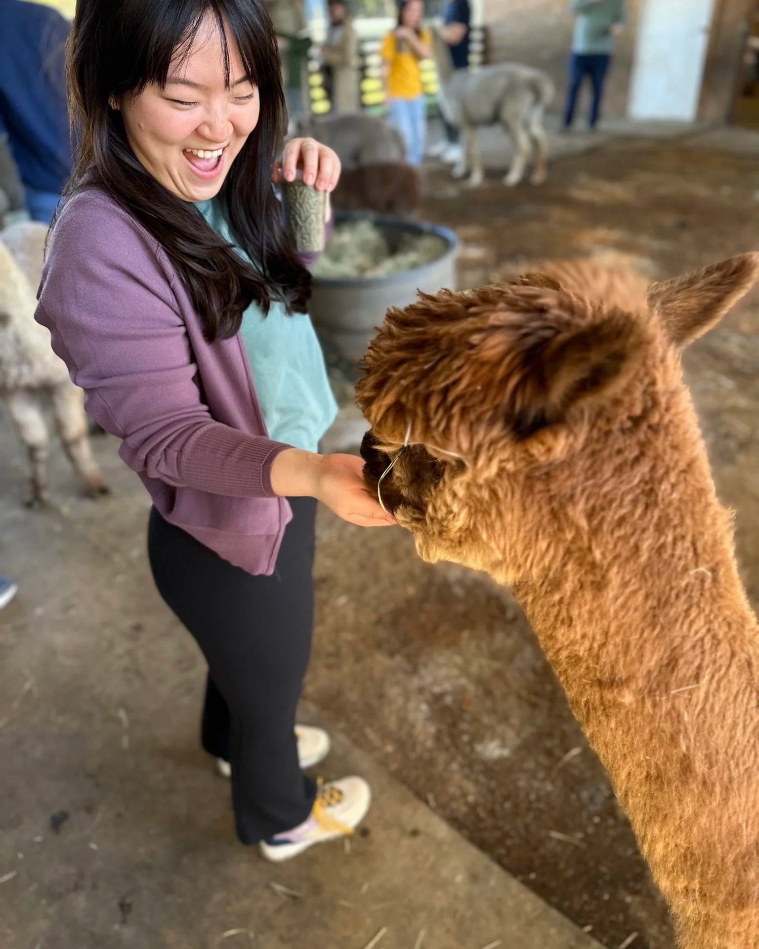 Alpaca farm in the Cascades 