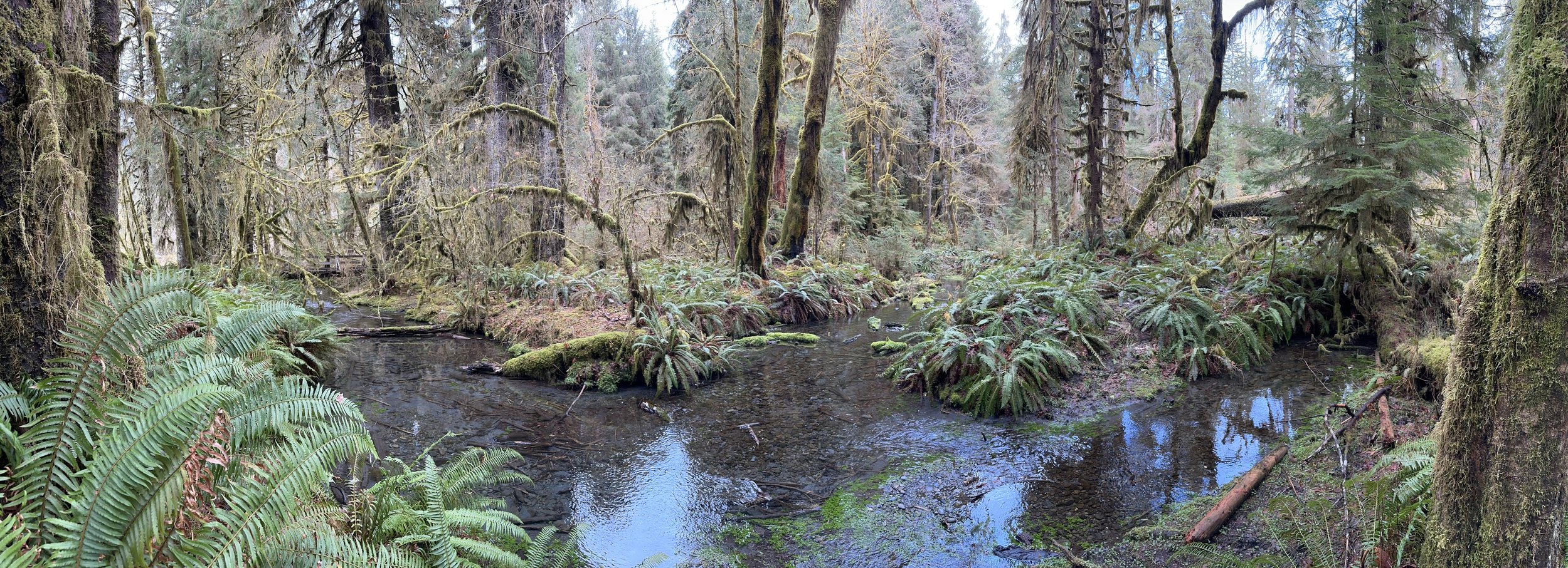 Hall of Mosses, WA