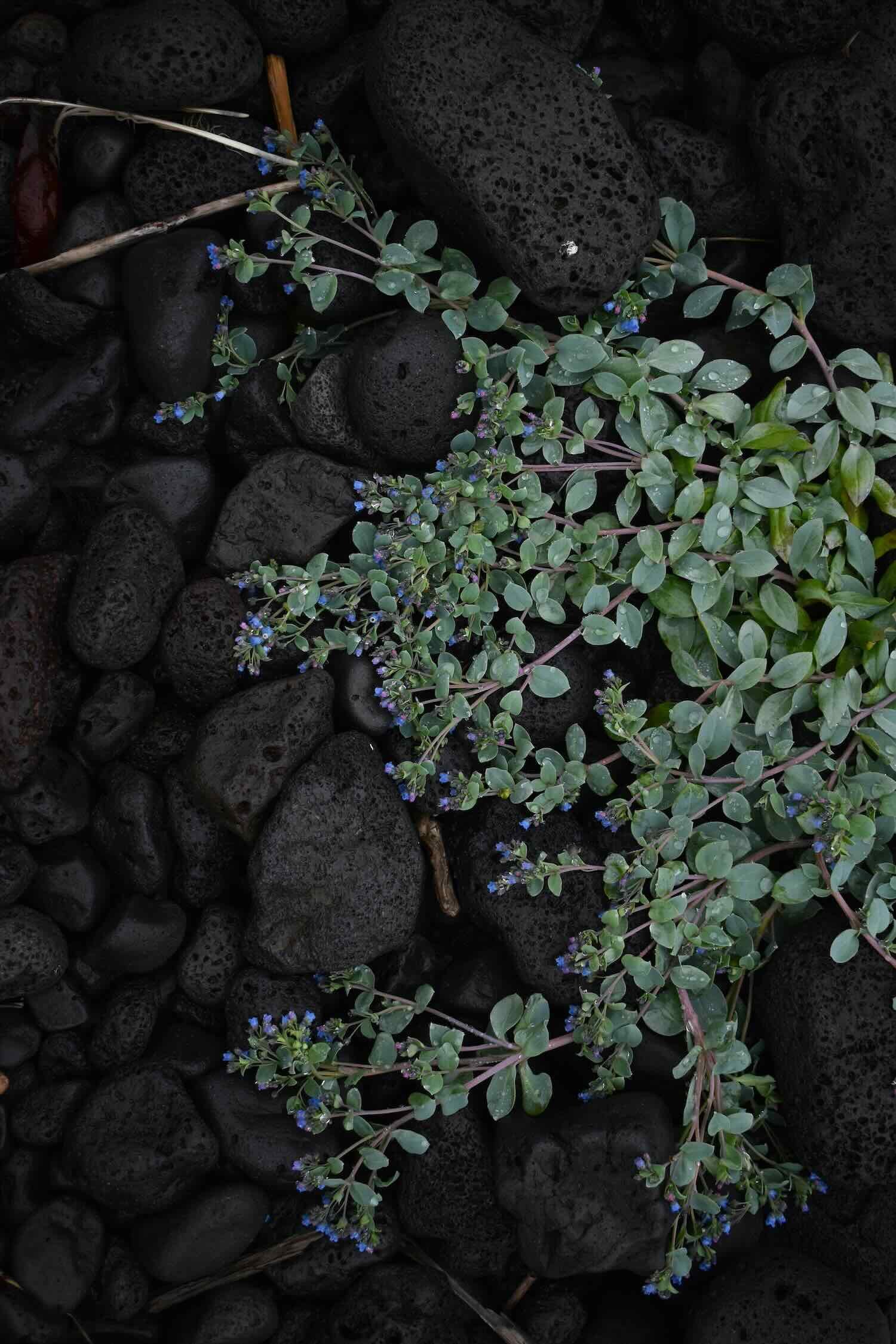 From Grief to Growth: Insights from my Journey to Becoming a Psychologist in Amsterdam