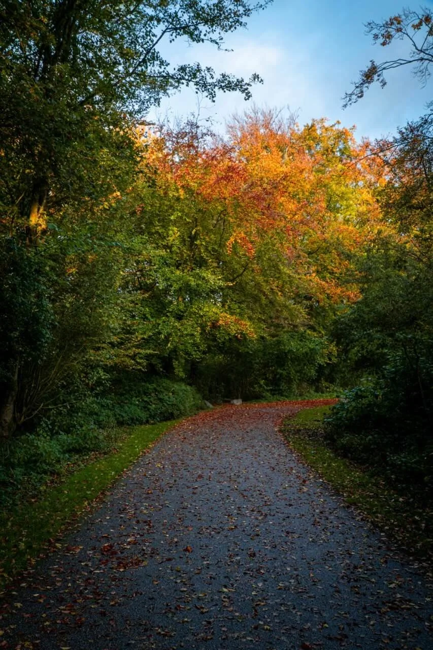 A winding park path covered in autumn leaves in Amsterdam, illustrating the journey of walk and talk therapy sessions with Mihaela Calin