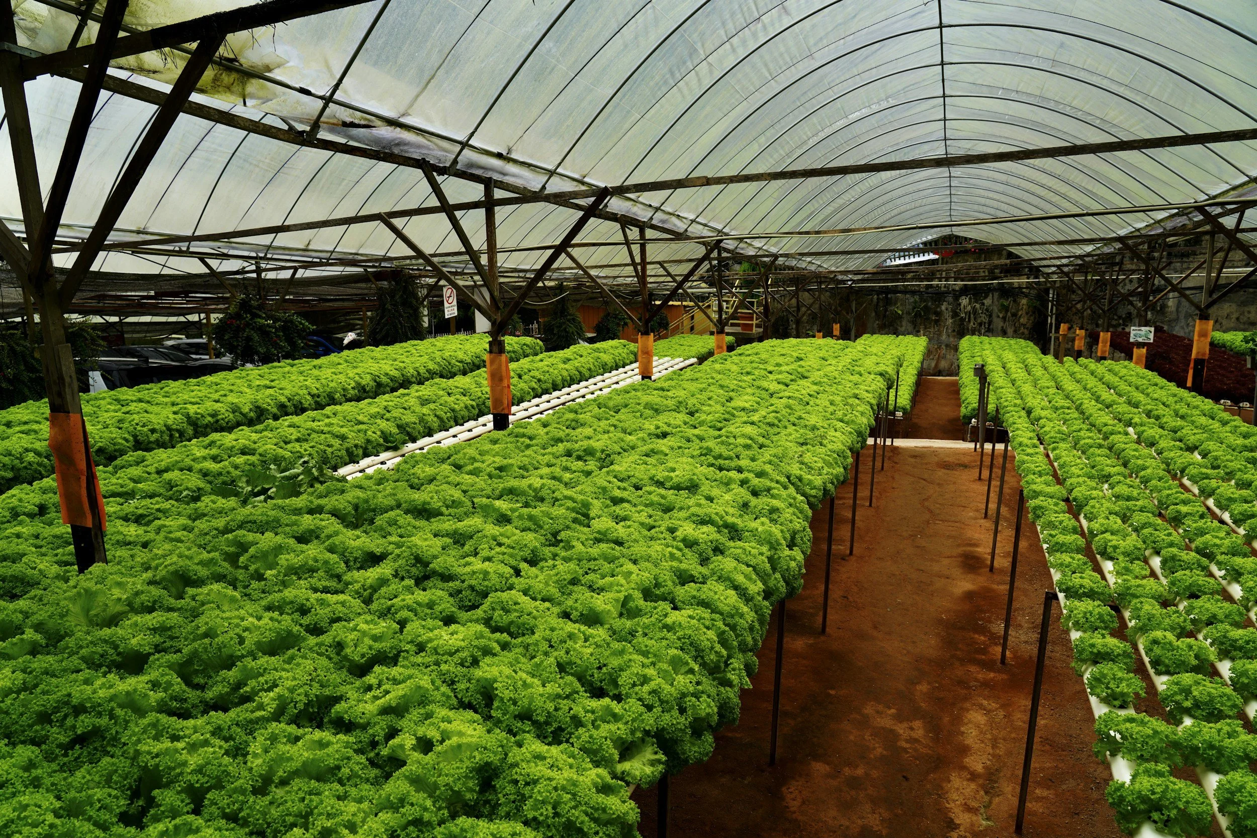 Rows of green lettuce plants growing in a greenhouse with a plastic roof.