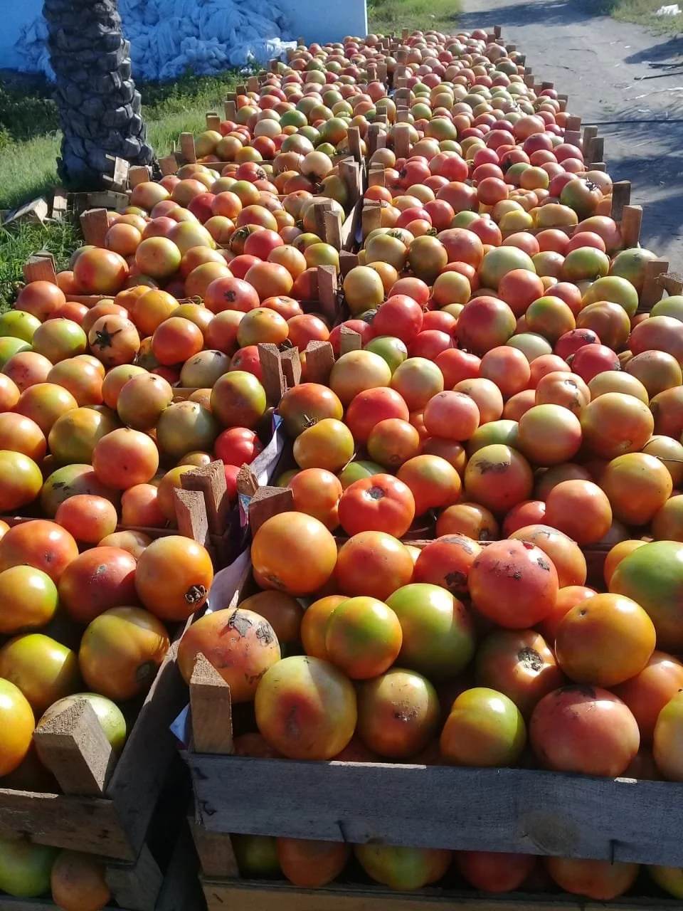 Piles of freshly harvested tomatoes arranged in wooden crates outdoors.