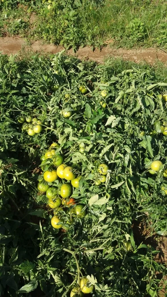 Green tomato plants with clusters of small, immature green tomatoes growing on them in a garden.