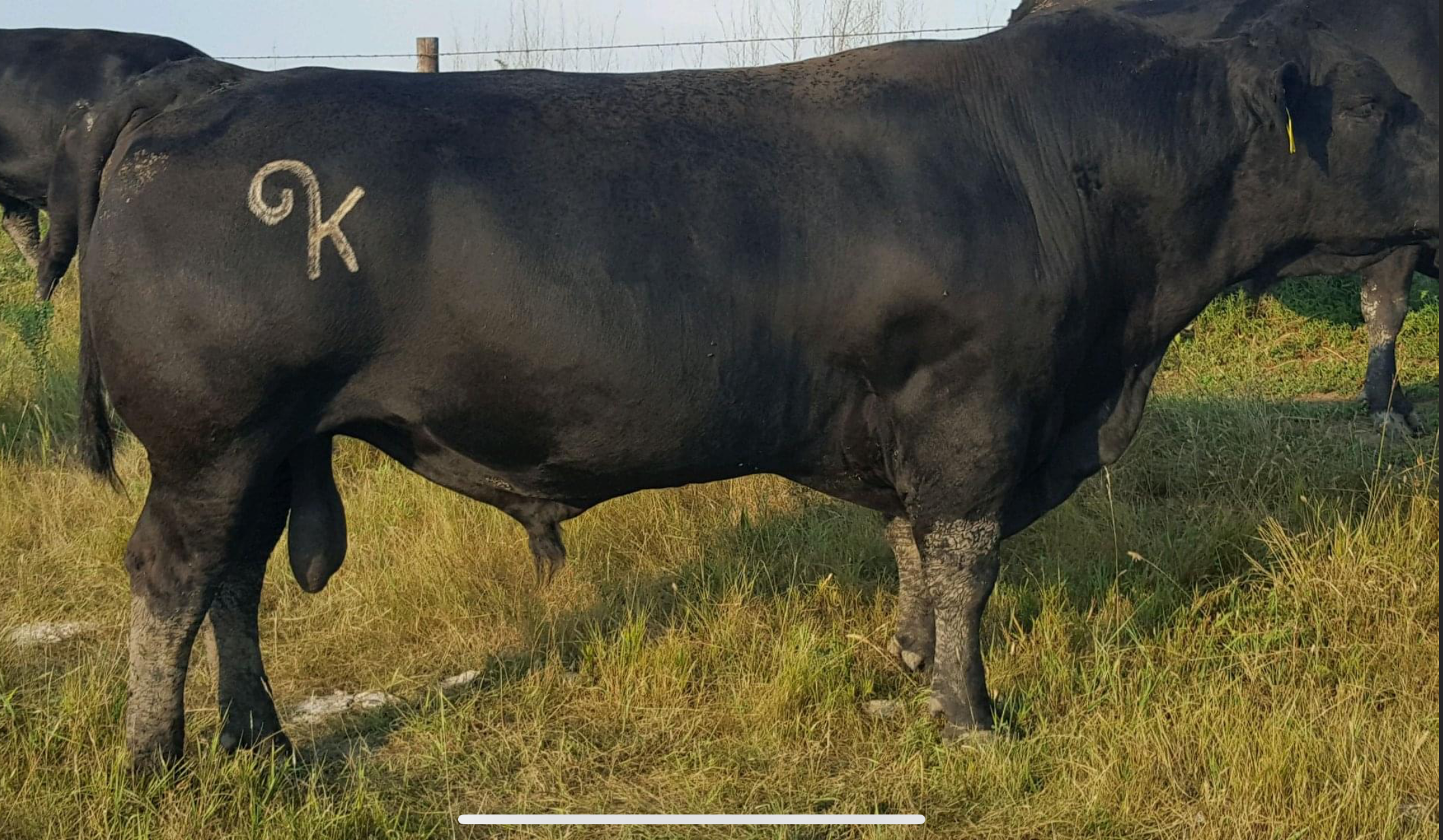   Hyland Baxter 405
AAA: 18357911 
Hyland Baxter 405
AAA: 18357911
Owned with Hyland Angus, Ramona, SD & Hould Angus Ranch, Havre, MT