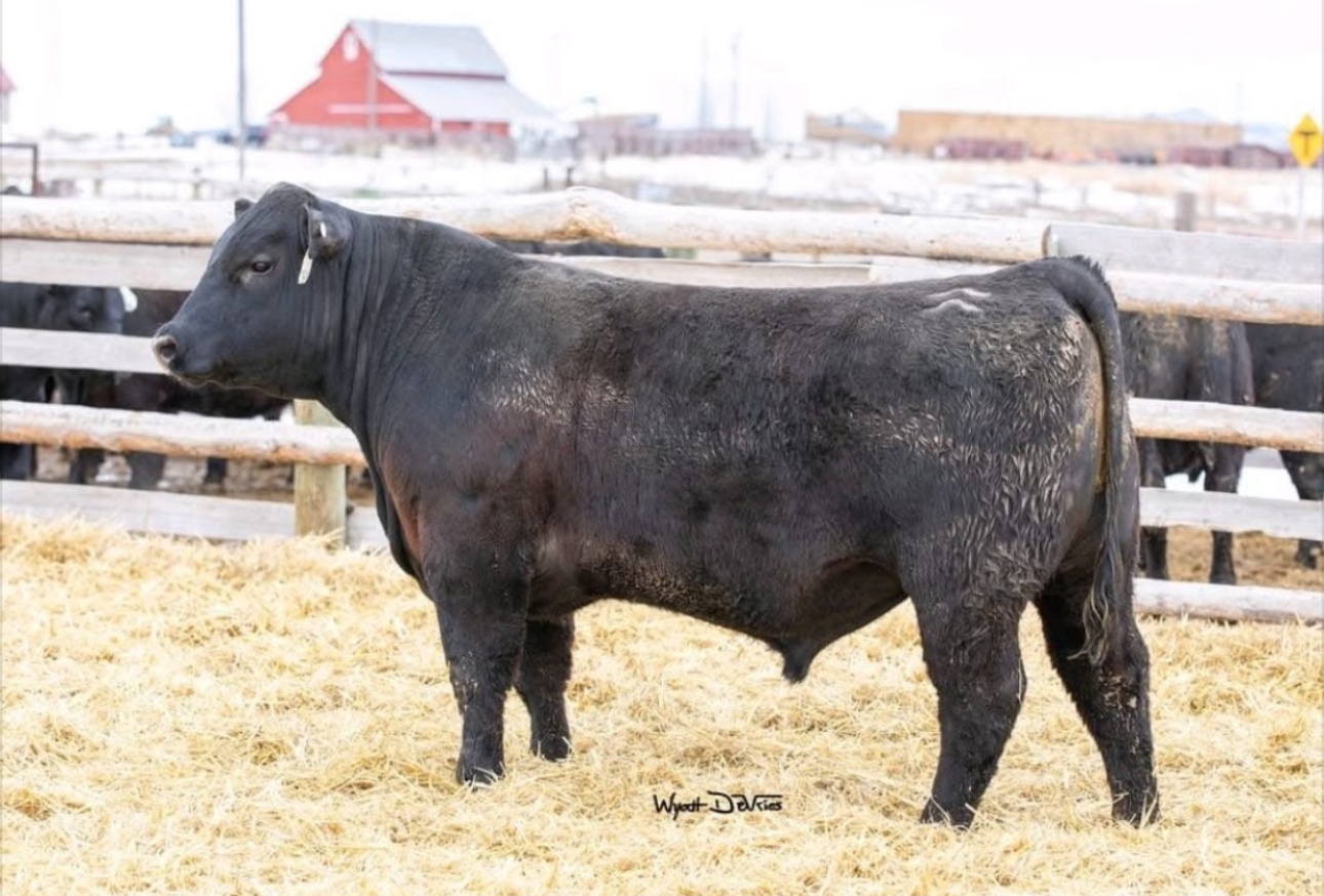   Sinclair Shadow Rider J009
AAA: 20242372 

Owned with Jason West, Pierre, SD & Sinclair Cattle Company