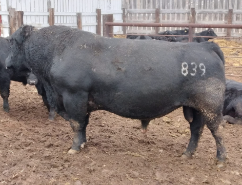   NITZ Viking 839
AAA: 19750086 

Owned with Enneberg Angus
Loring, MT