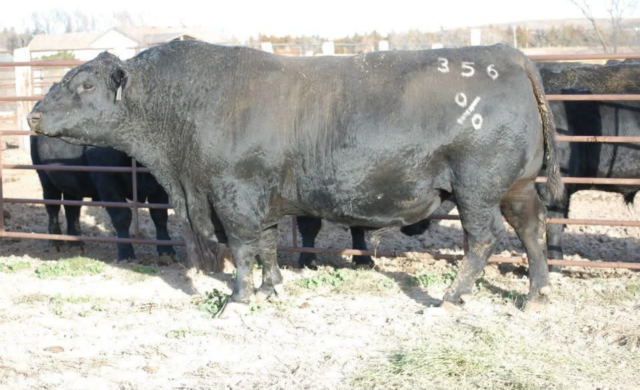   Coleman Rainmaker 356
AAA: 14796879 

Owned with Limestone, LLC, Perkins, OK & Coleman Angus, Charlo, MT