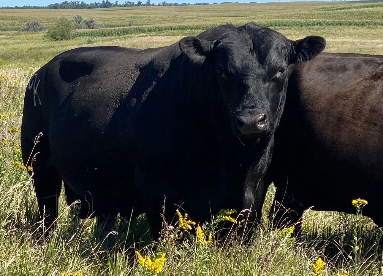   NITZ Emulous 889
AAA: 19750091 

Owned with Robert Epling
Moville, IA