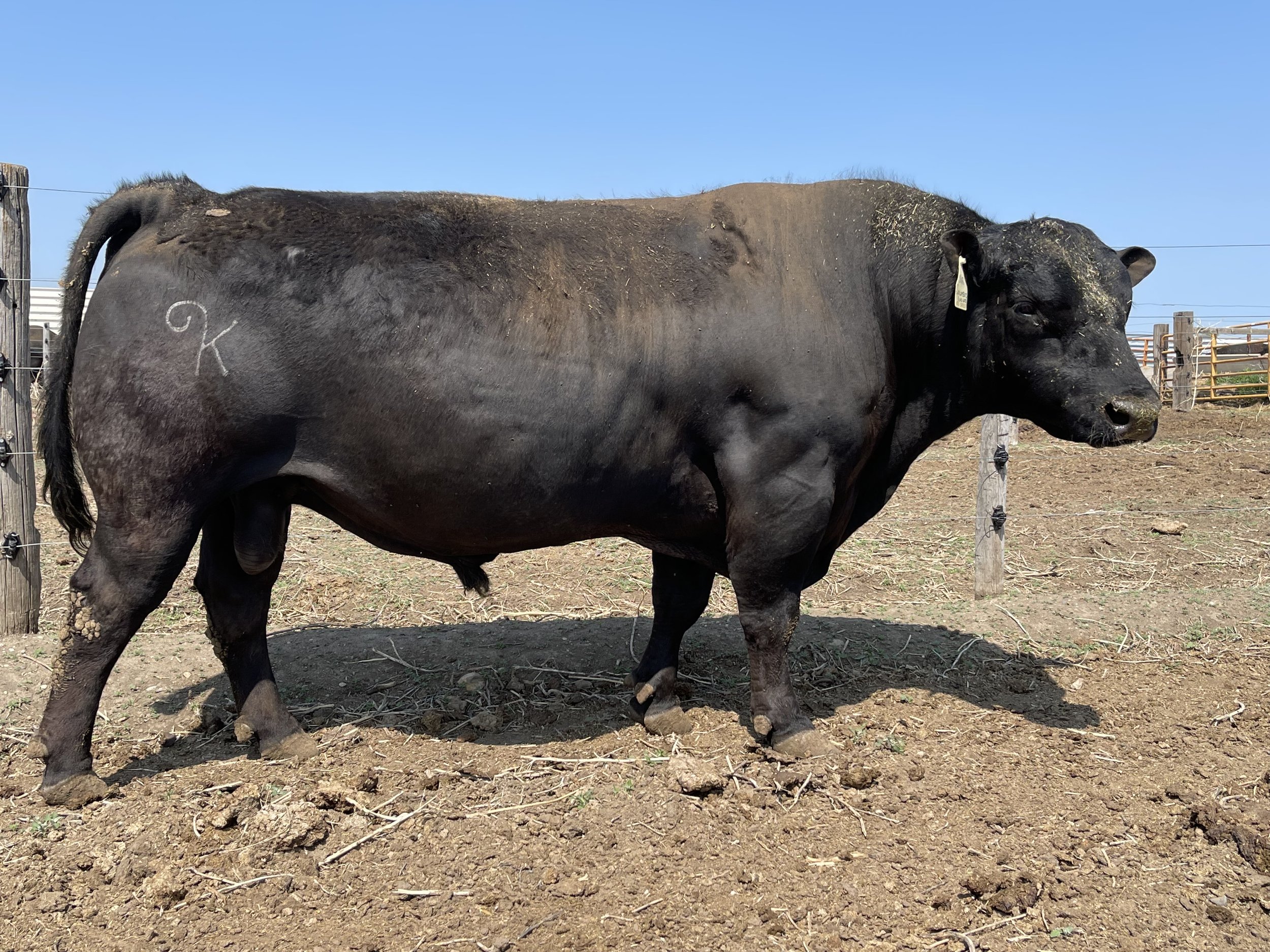   SVR Columbus King 6153
AAA: 18908501 
SVR Columbus King 6153
AAA: 18908501
Owned with Spring Valley Ranch
Rose, NE