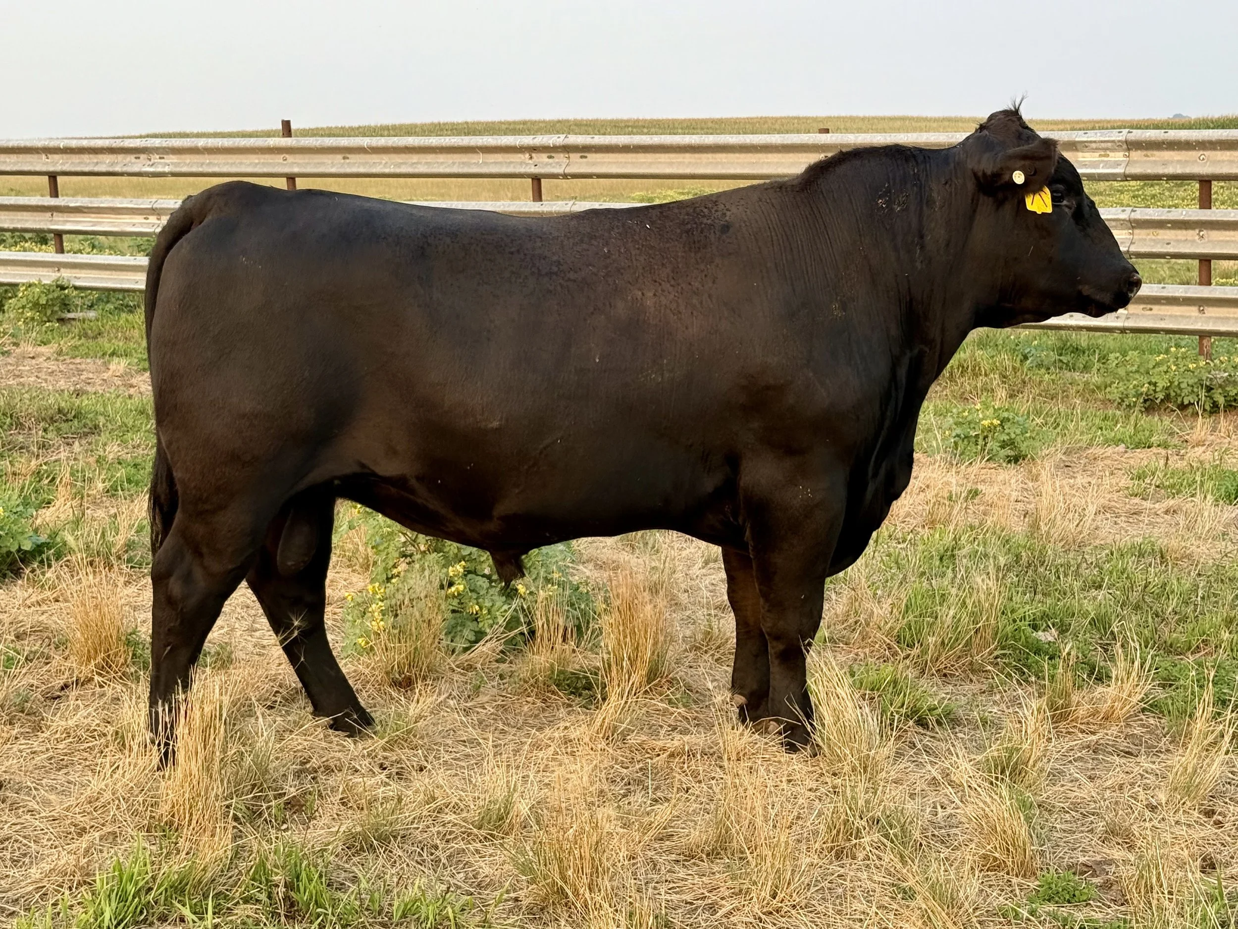   Grygiel BOLO 329
AAA: 20777789 

Owned with Hidden Prairie Ranch
Platte, SD & Grygiel Angus, Clark, SD
