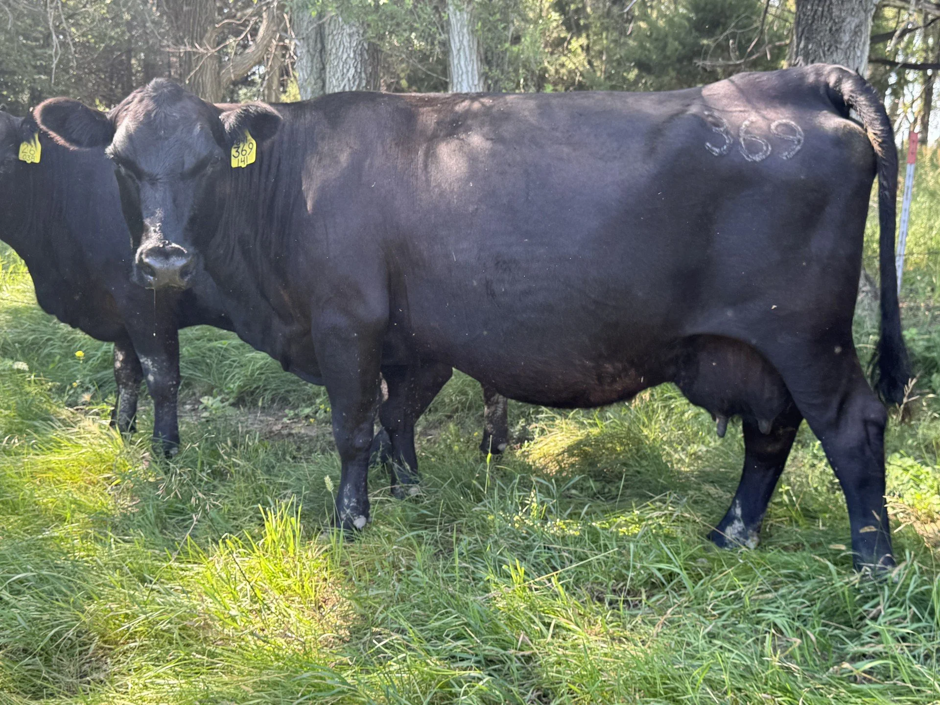 NITZ Polly 369
AAA: 17745115
(Pictured at 13 years old)