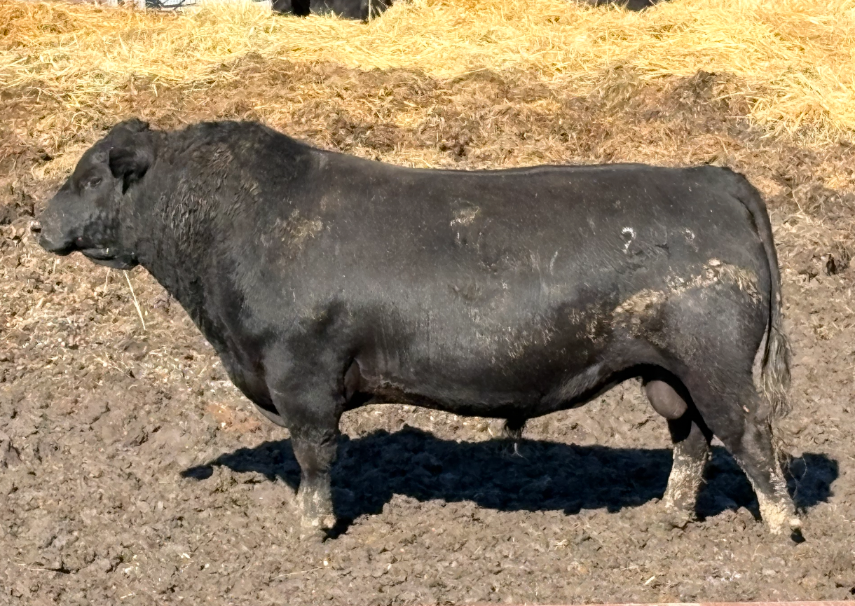   JAD Prescore 243
AAA: 20625002 

Owned with John & Ann Dockweiler
Chadron, NE