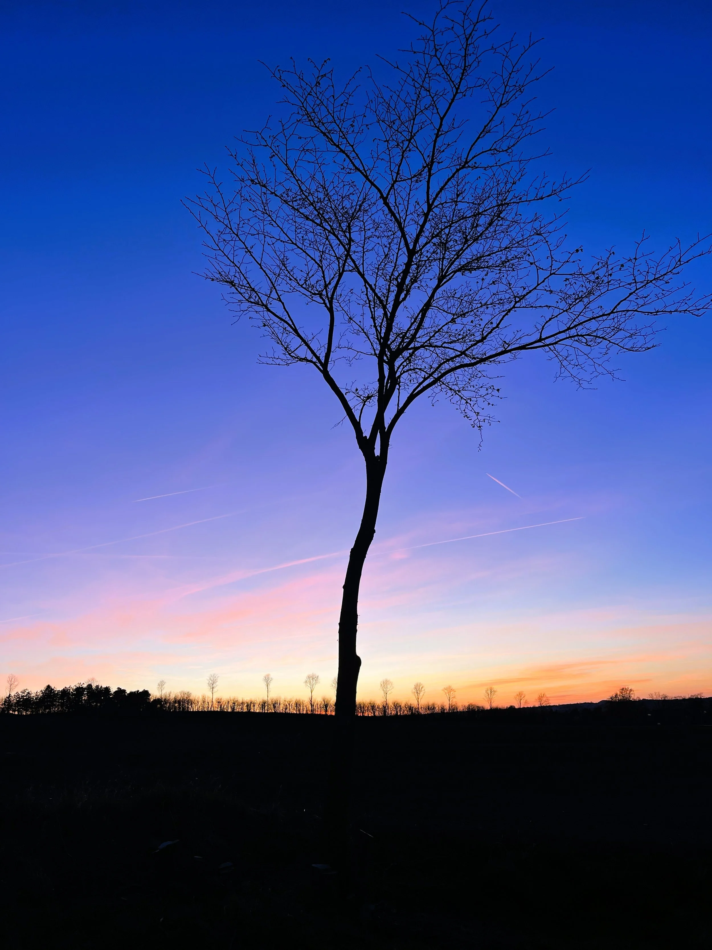 En ensom, bar træ står op mod en farverig solnedgangs himmel med nuancer af blå, lilla og orange, og en række mindre træer i baggrunden.