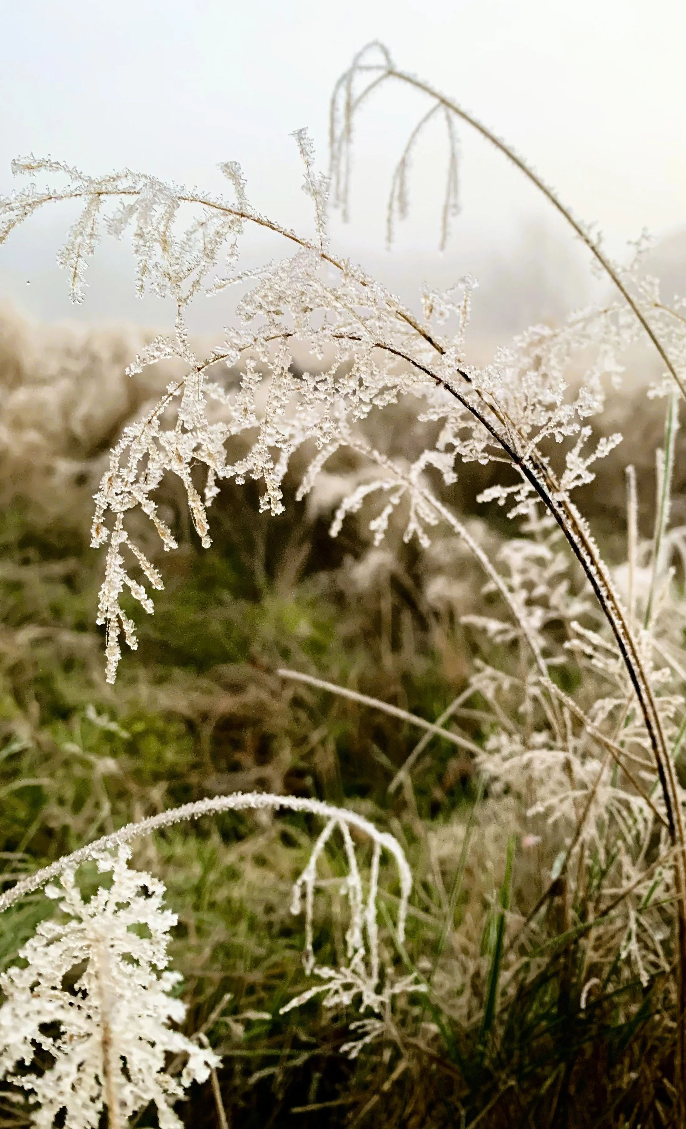 Frostdækkede græsstrå på en mark.