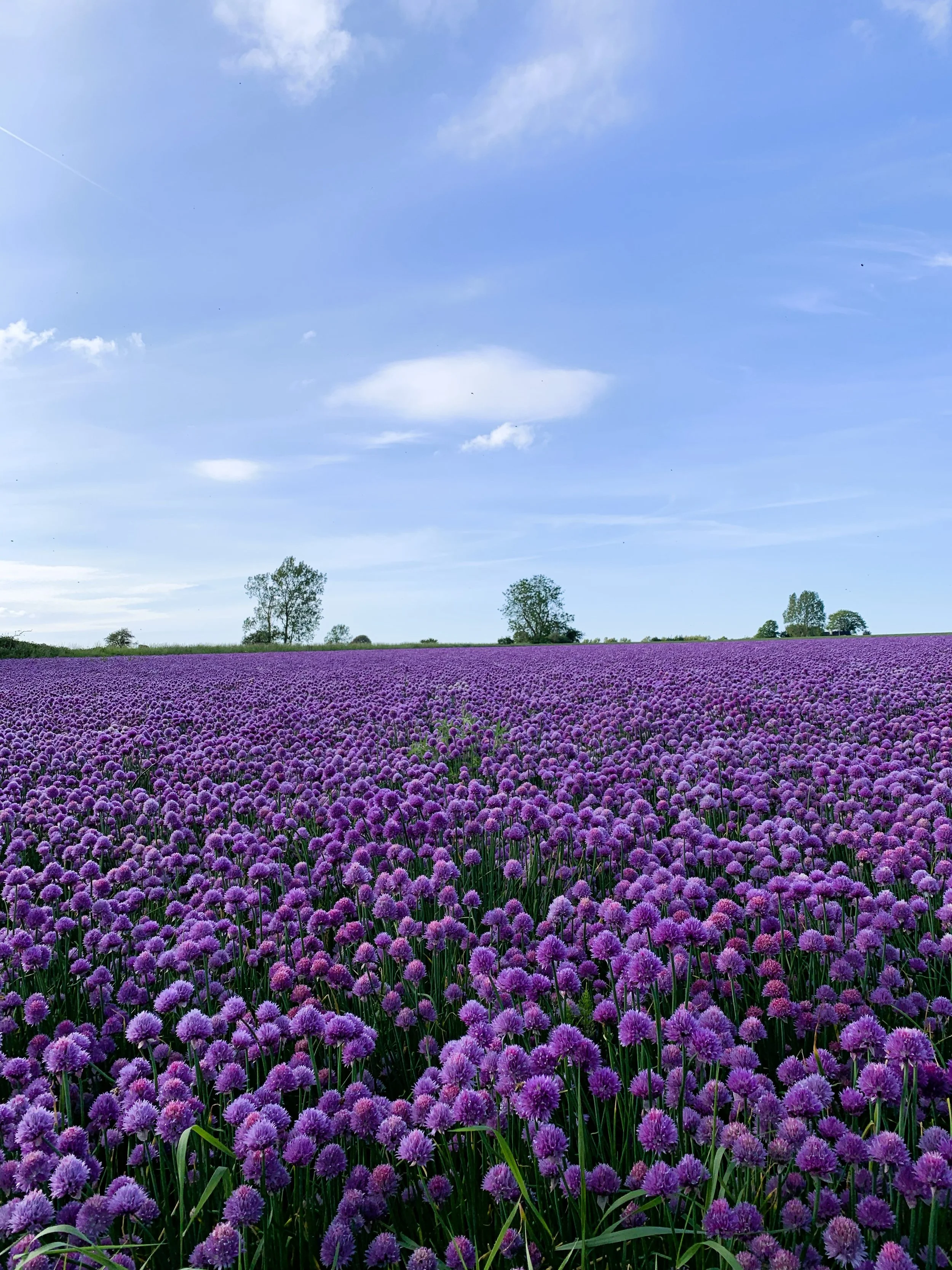 Et blomsterfelt med purple blomster under en blå himmel med nogle skyer.