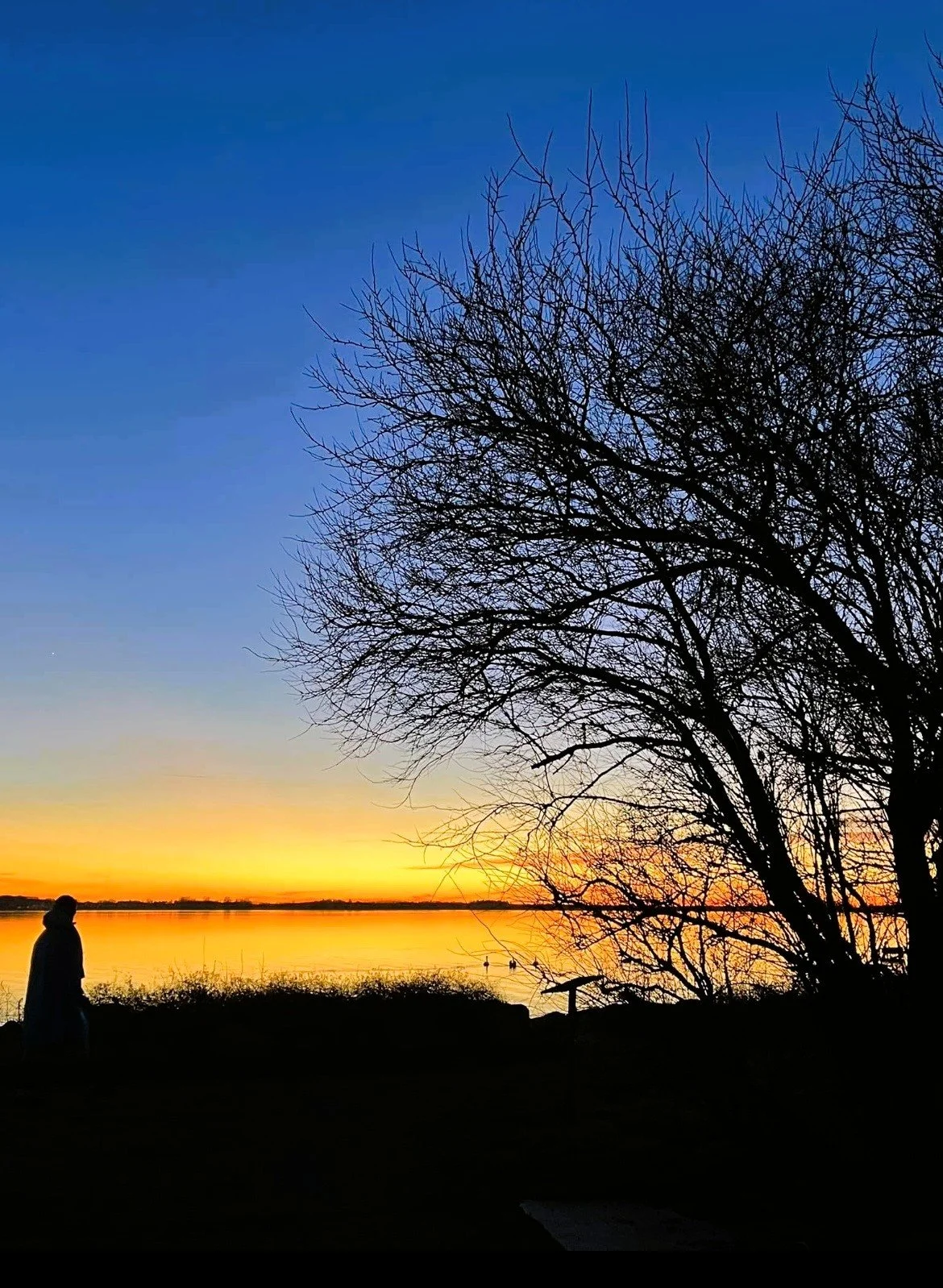 En person står ved en sø ved solnedgang, omgivet af en stor, bladløs træ og en himmel med blå, orange og gul nuancer.