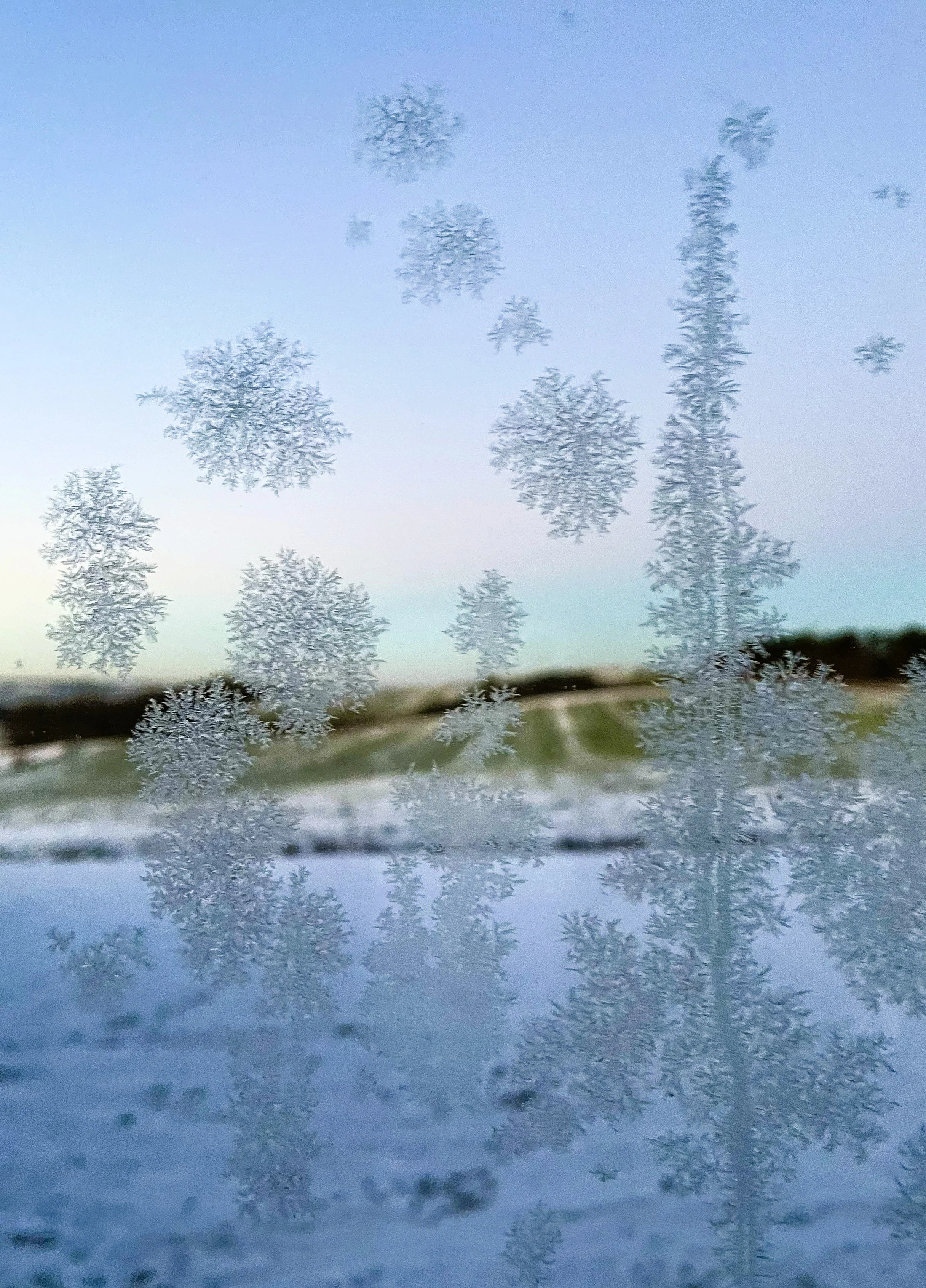 Billede af en vandpyt, hvor træernes silhuetter reflekteres i vandet.