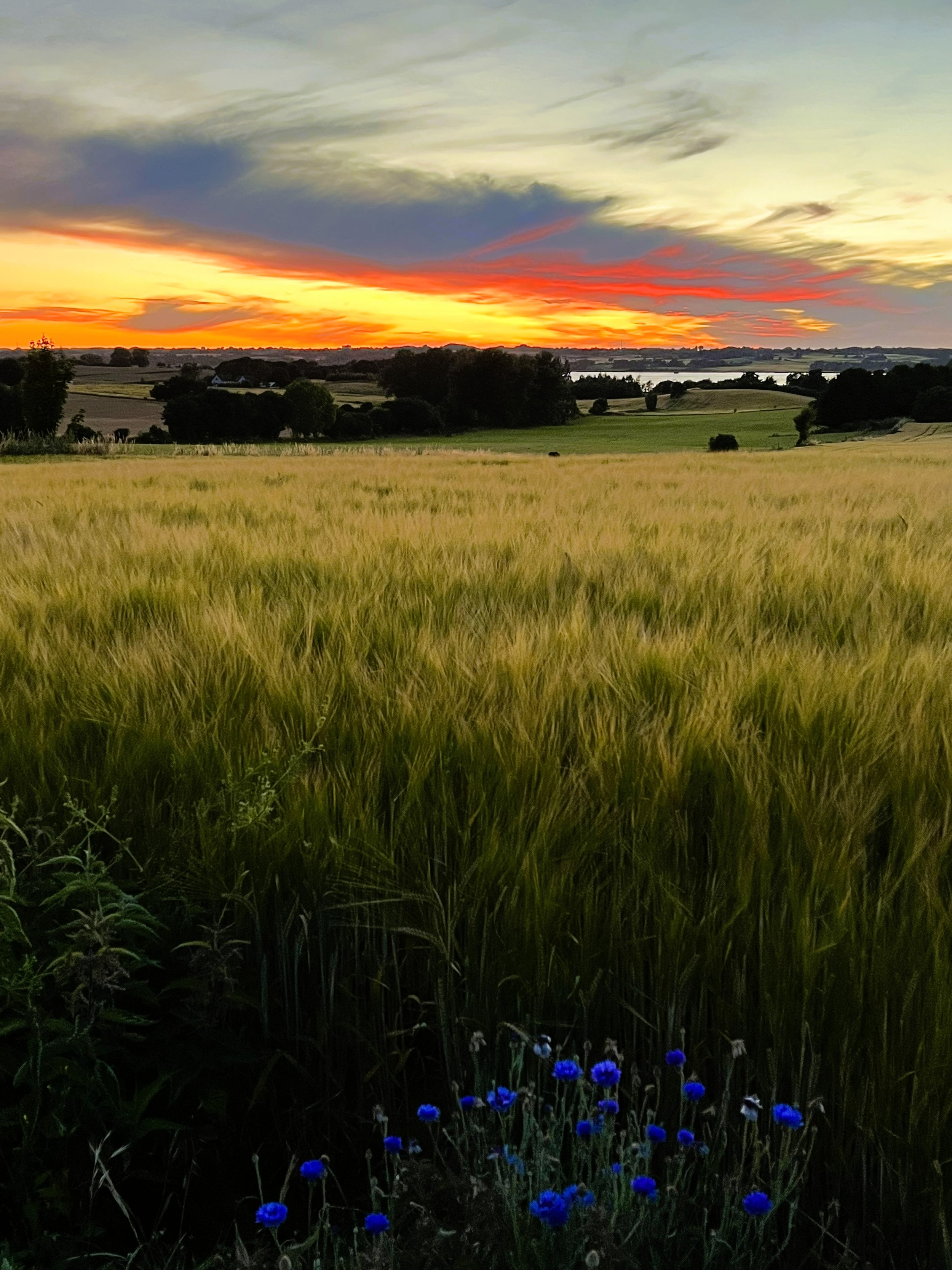 Fotografi af en landlig scene ved solnedgang med græsenge, træer, en vandkilde og blå blomster i forgrunden.