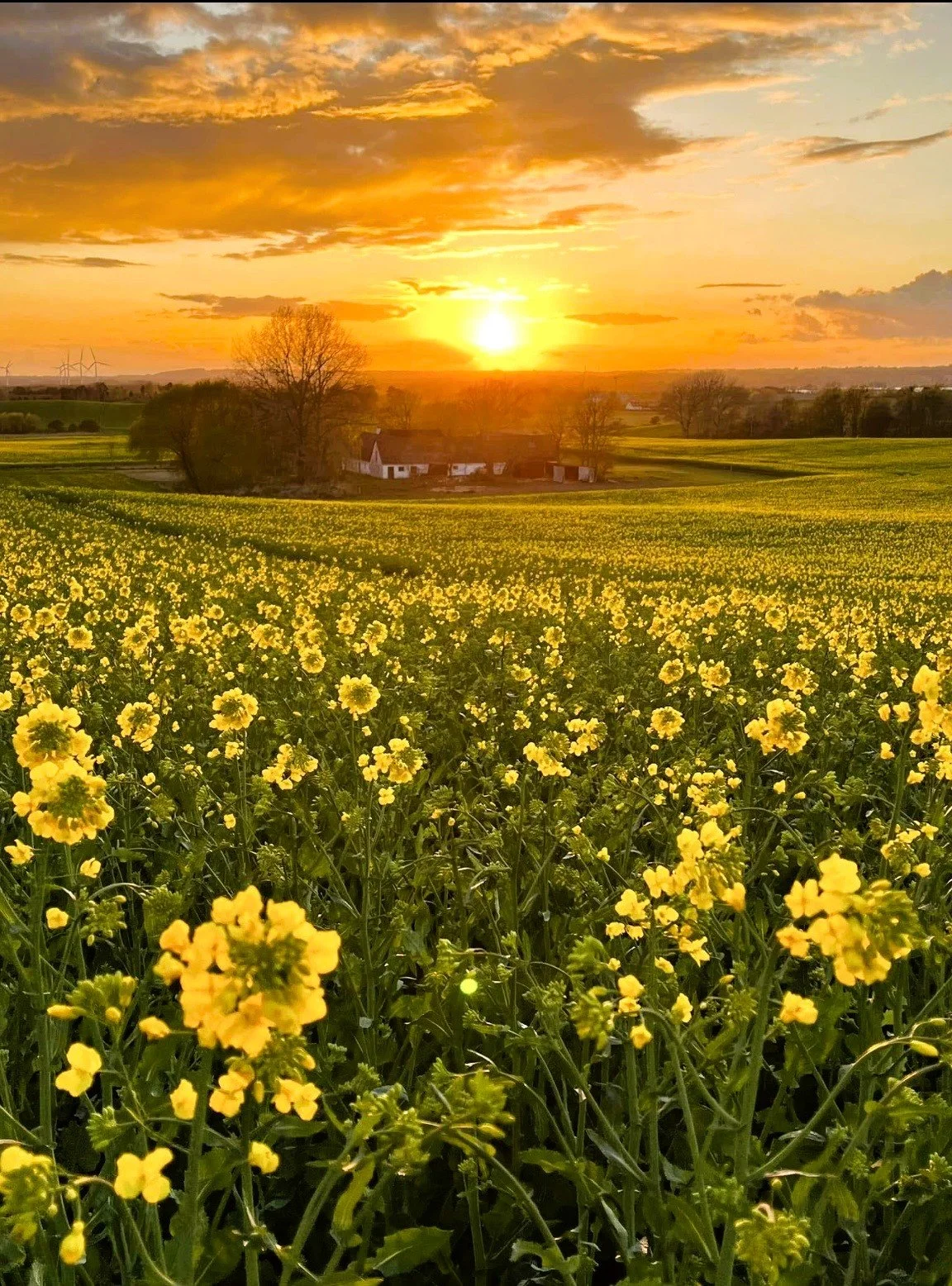 Varm solnedgang over en mark fyldt med gule blomster, med nogle træer og små huse i baggrunden.