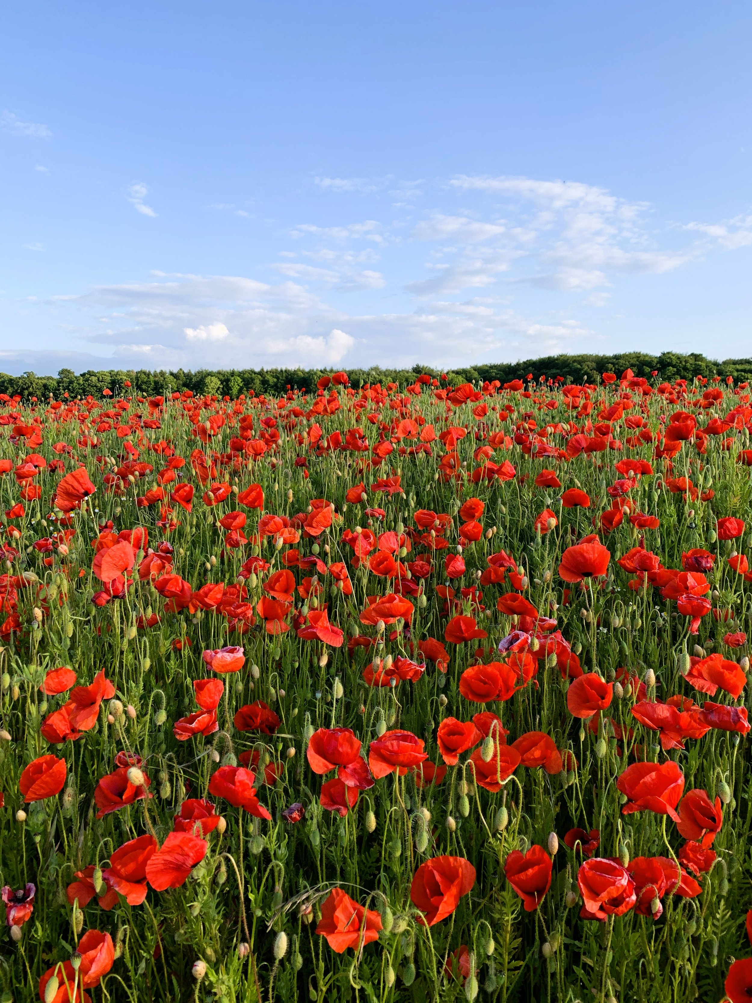 En blomstereng med mange røde valmuer under en blå himmel med spredte skyer og en mørkegrøn busk i baggrunden.