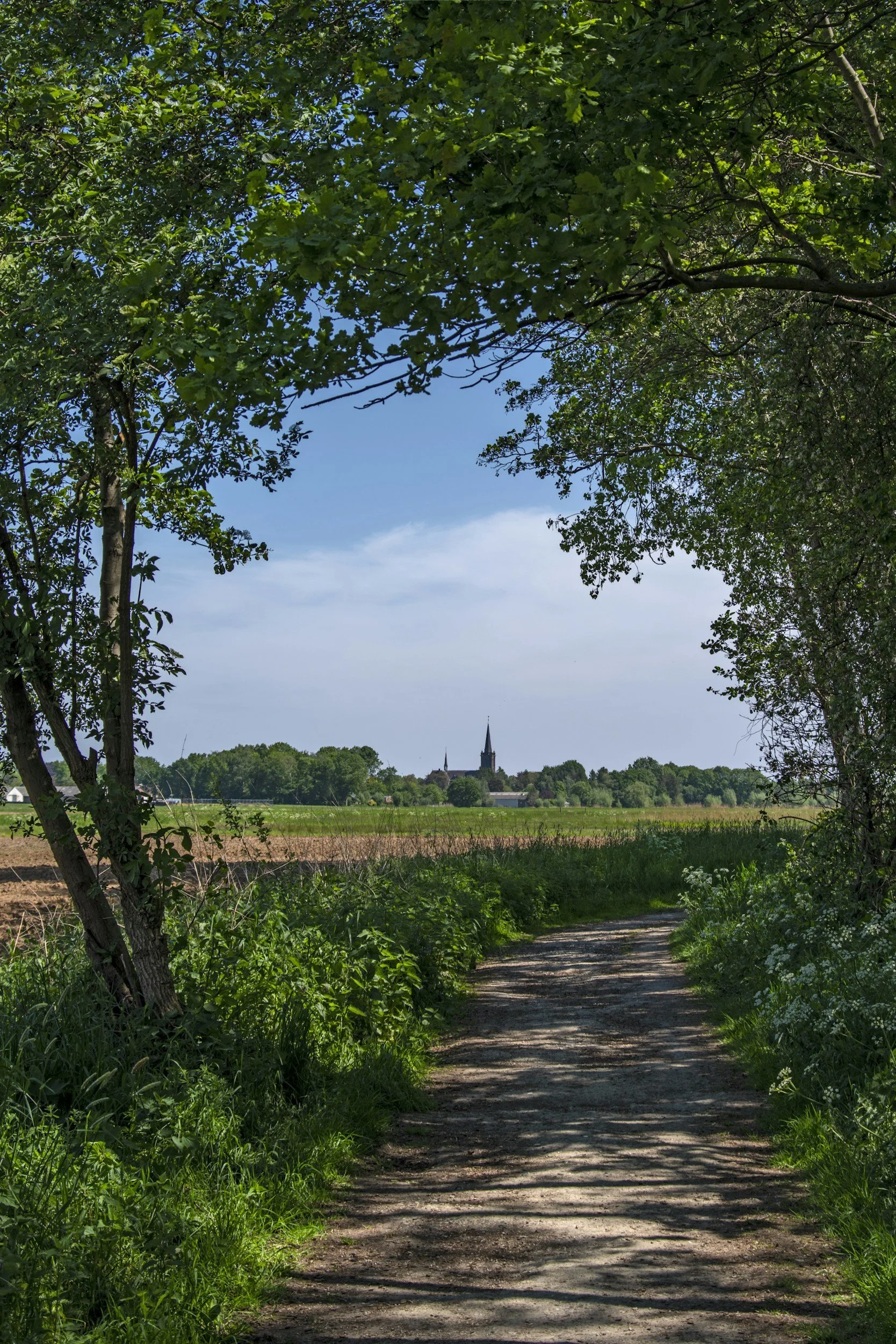 A dirt path framed by trees and bushes leading to a distant church with a tall spire on a bright, sunny day.