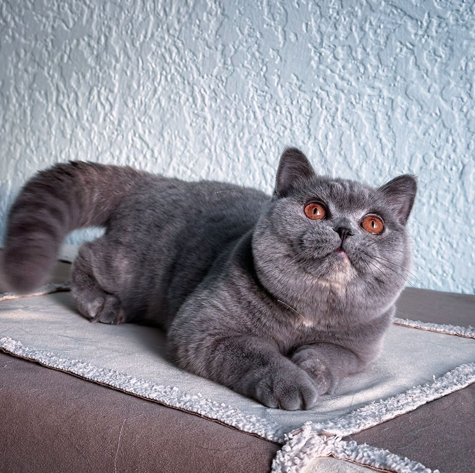 british-blue-cream-cat.jpg
