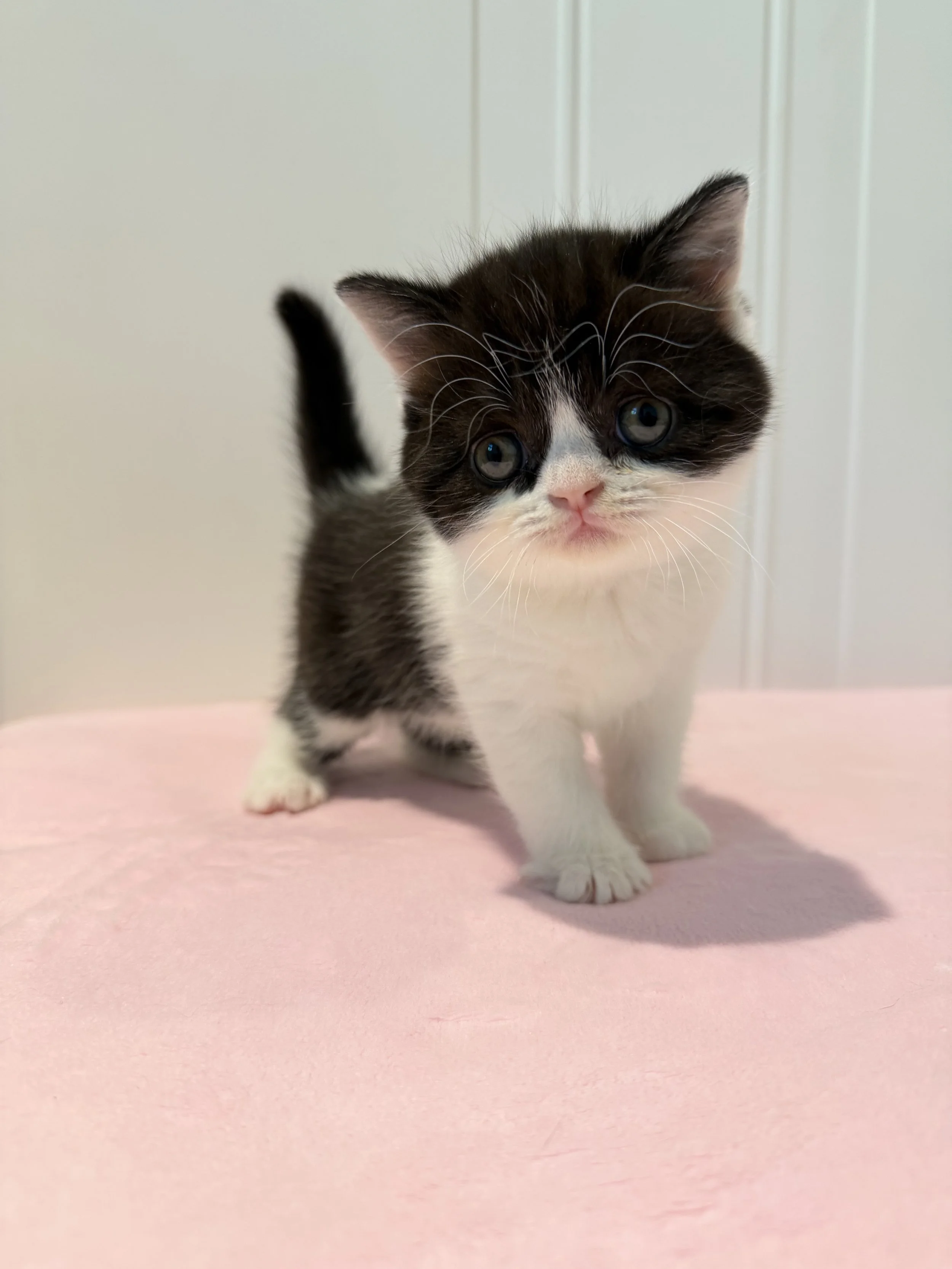 Dexter – Black & White Bicolor British Shorthair Male Kitten