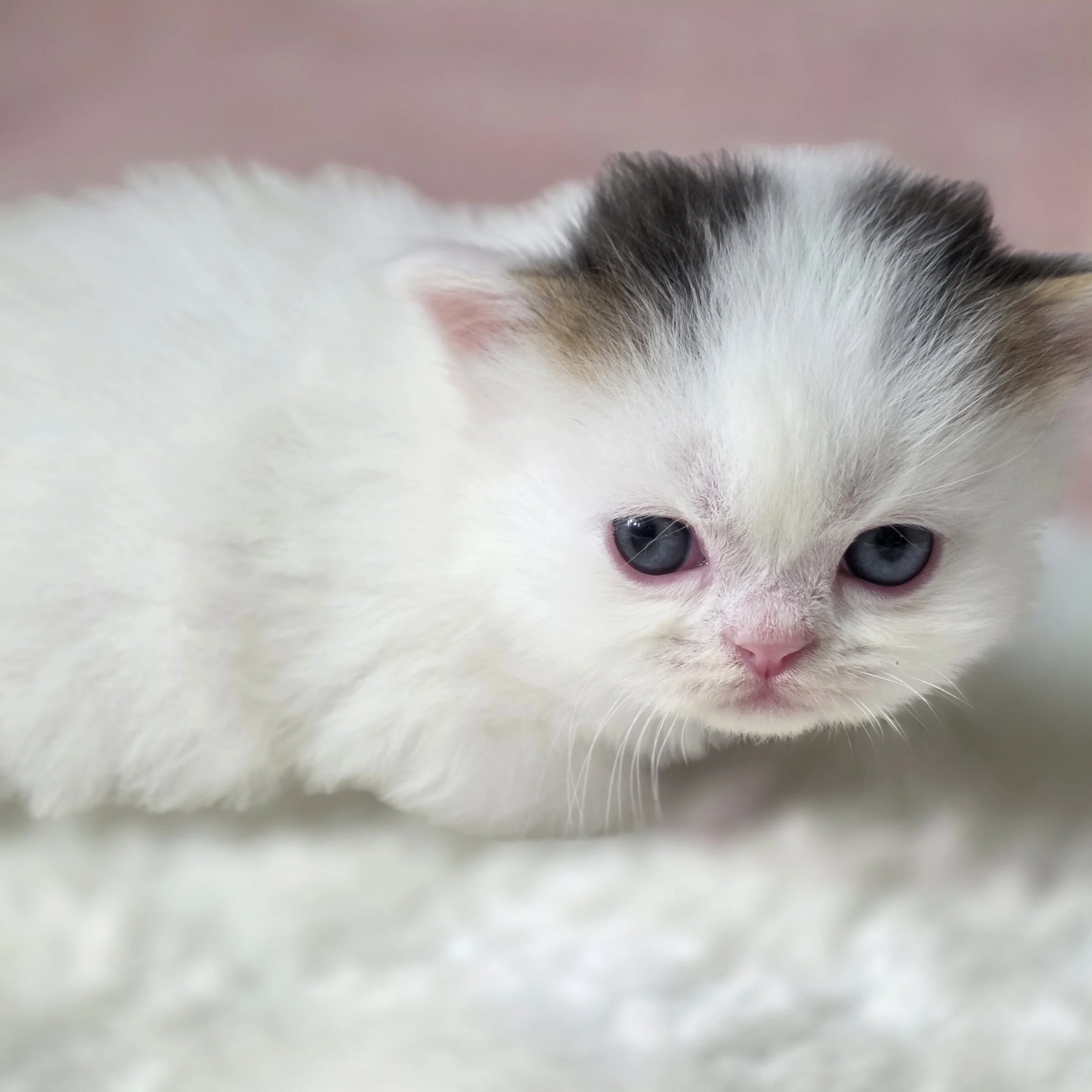 Close-up portrait of Cotton, Scottish Straight Longhair male kitten, showing expressive eyes, soft fur, and a sweet face.