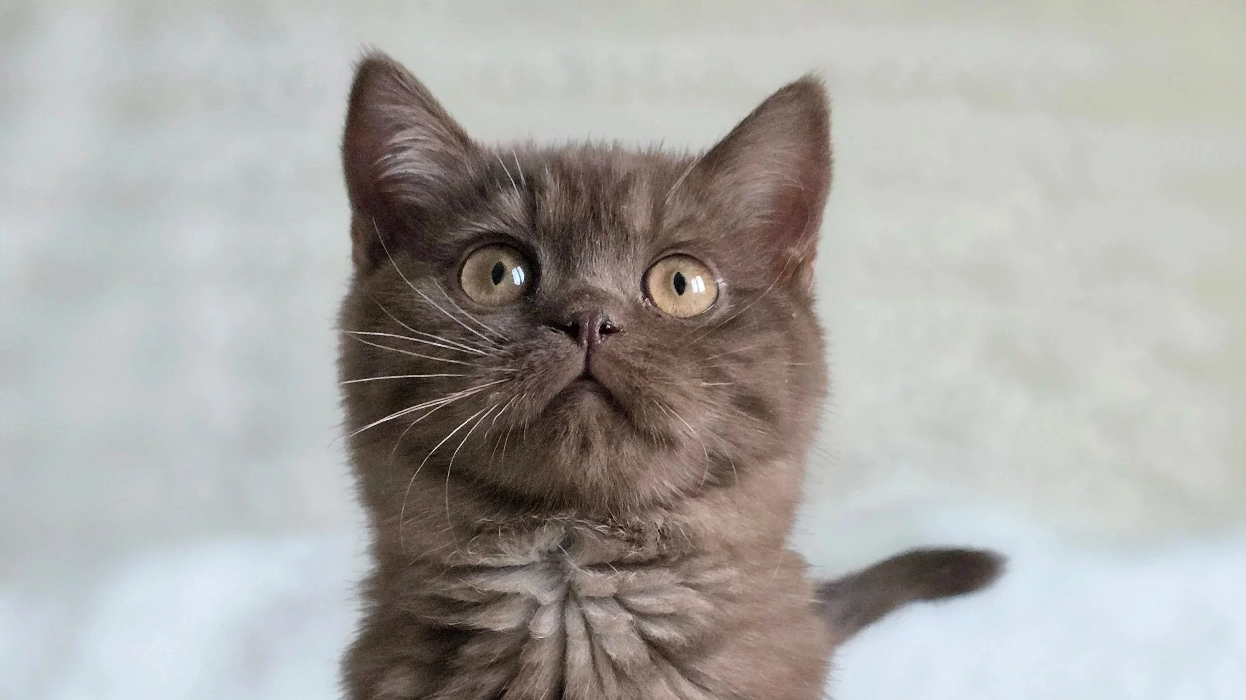 British Cats: Breed History, Patience, and the Temperament of the Perfect Pet