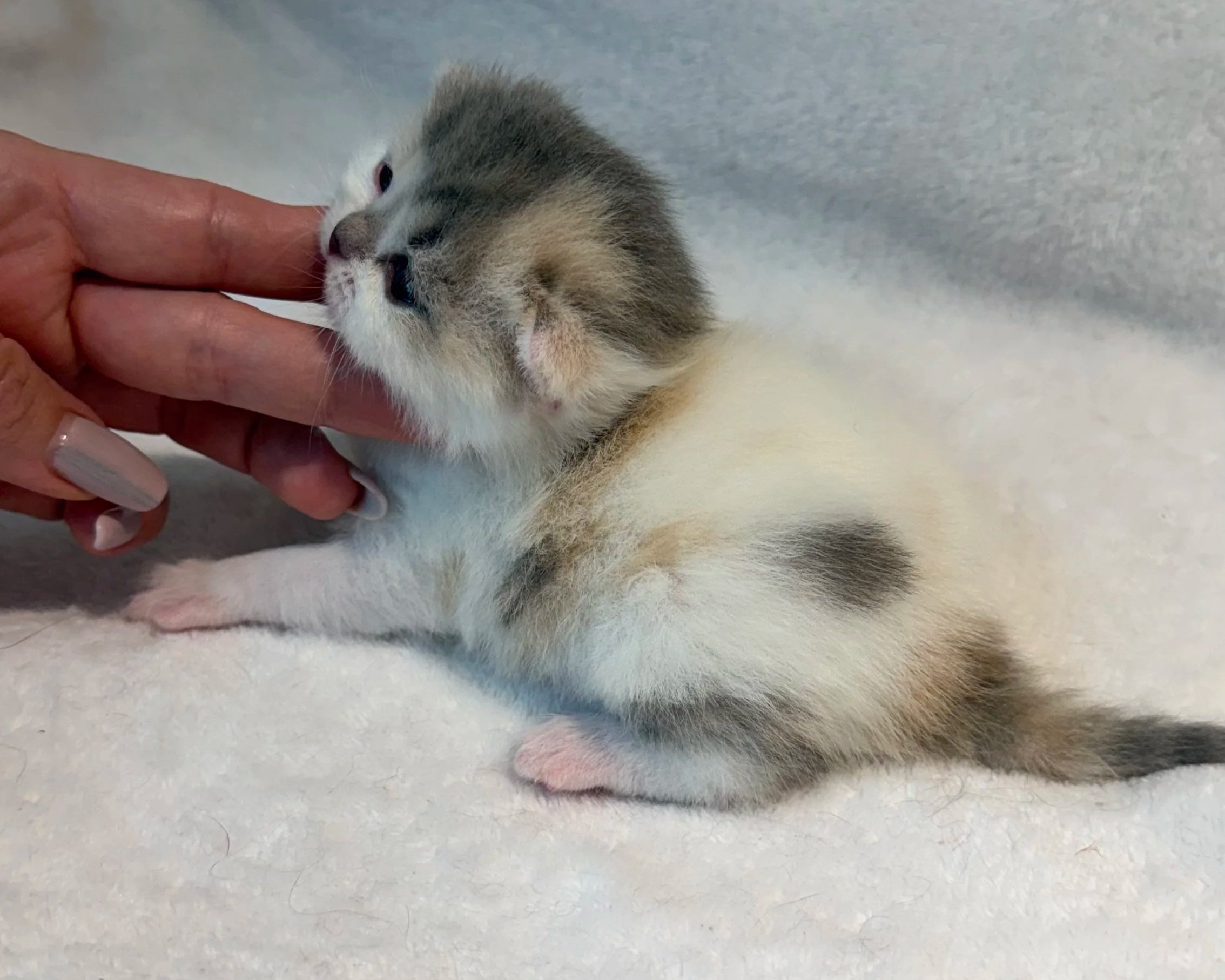 Blue-cream bicolor British Shorthair female kitten with a plush short coat and white markings
