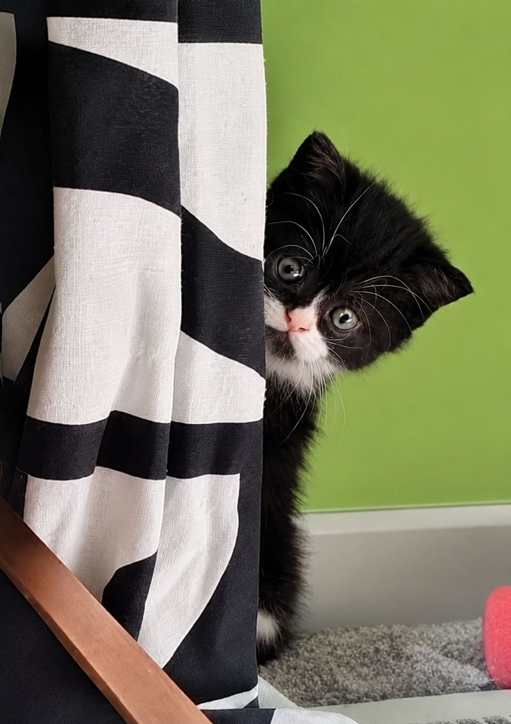 Black bicolor Scottish Fold kitten hiding behind curtains while adjusting to a new home environment.