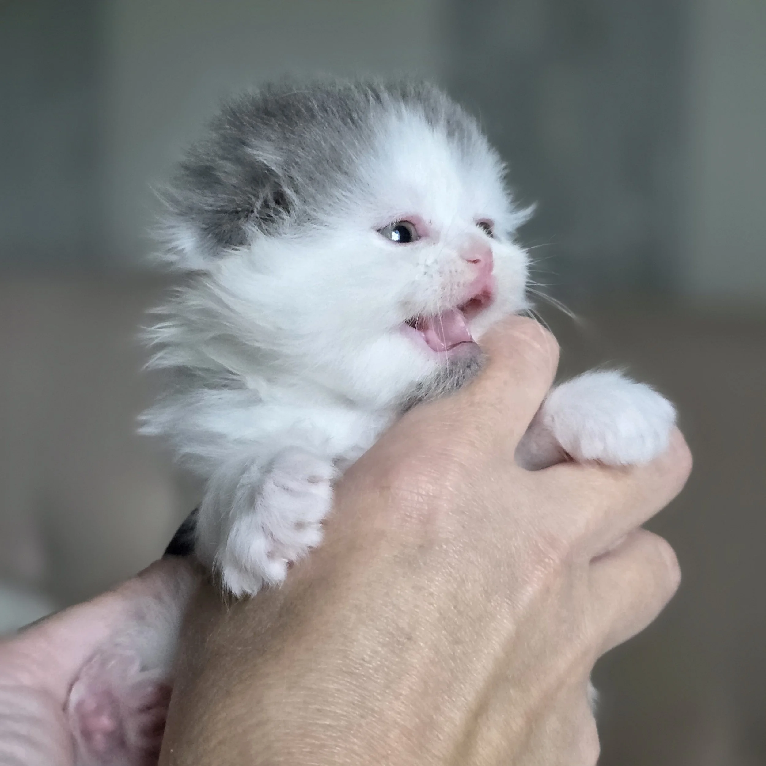 Blue-and-white bicolor Scottish Fold kitten held gently in hands.