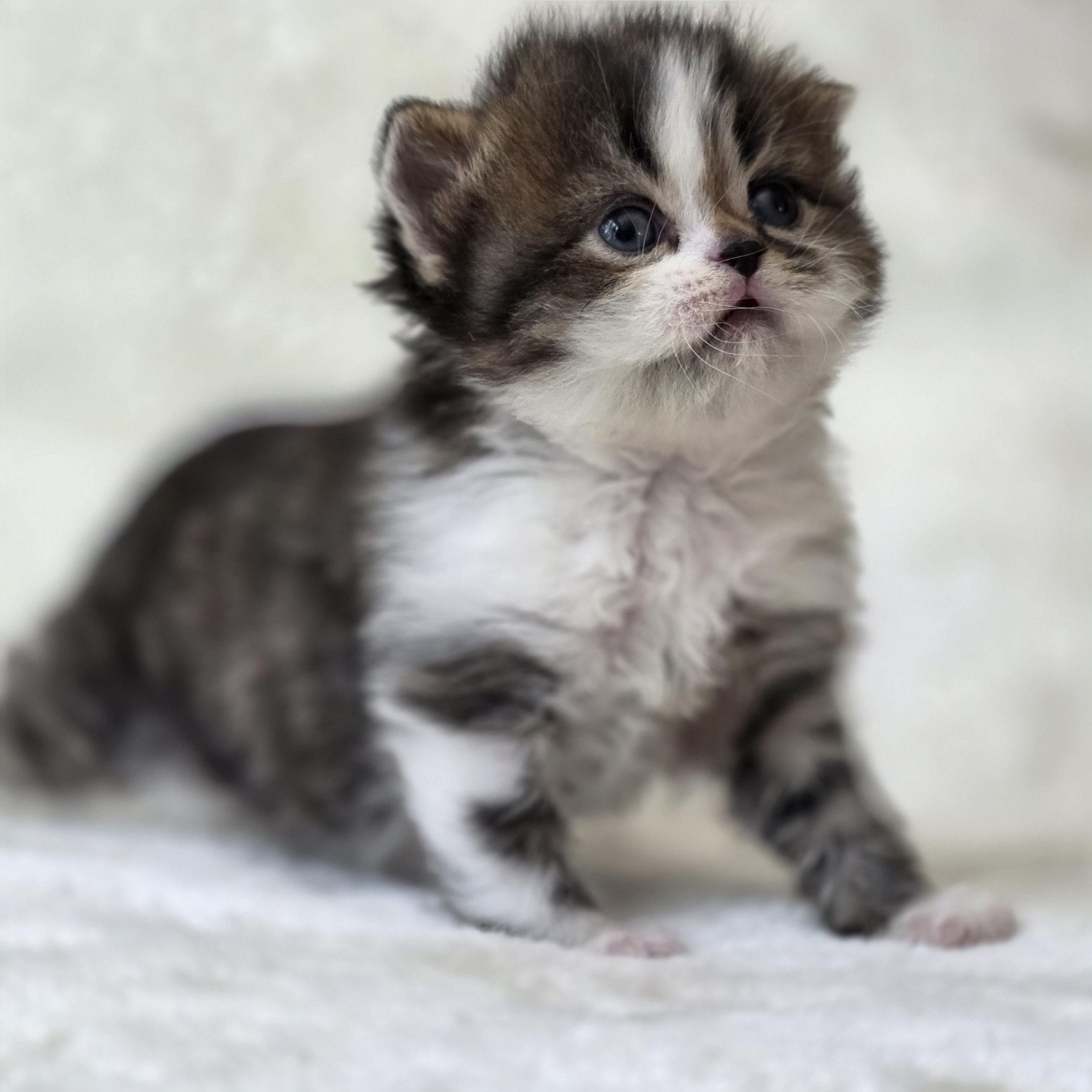 Caramel, male Scottish Straight Longhair kitten, brown mackerel tabby and white, sitting and looking directly at the camera with a sweet expression and fluffy coat.