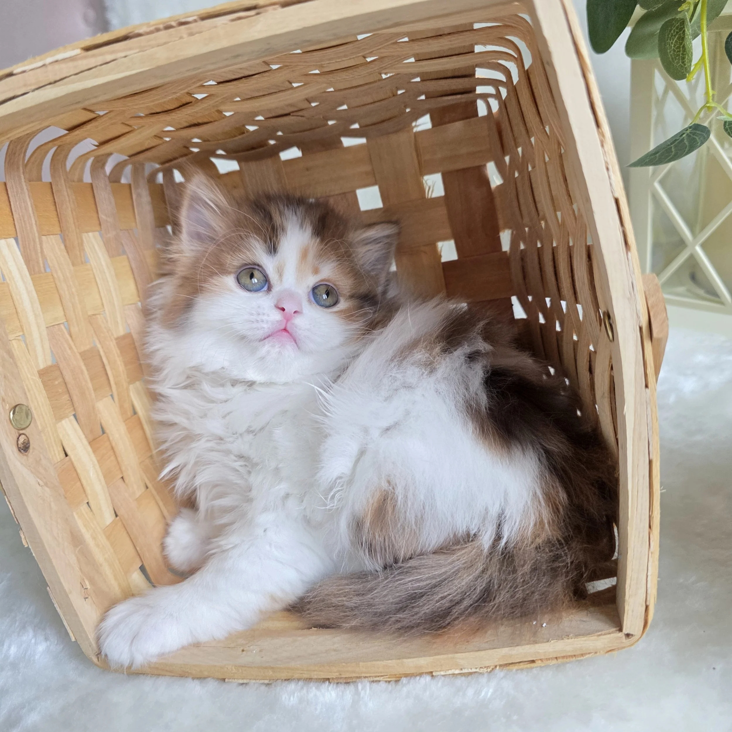 Chocolate red Scottish Fold kitten hiding inside a cozy woven basket while adjusting to a new home environment.