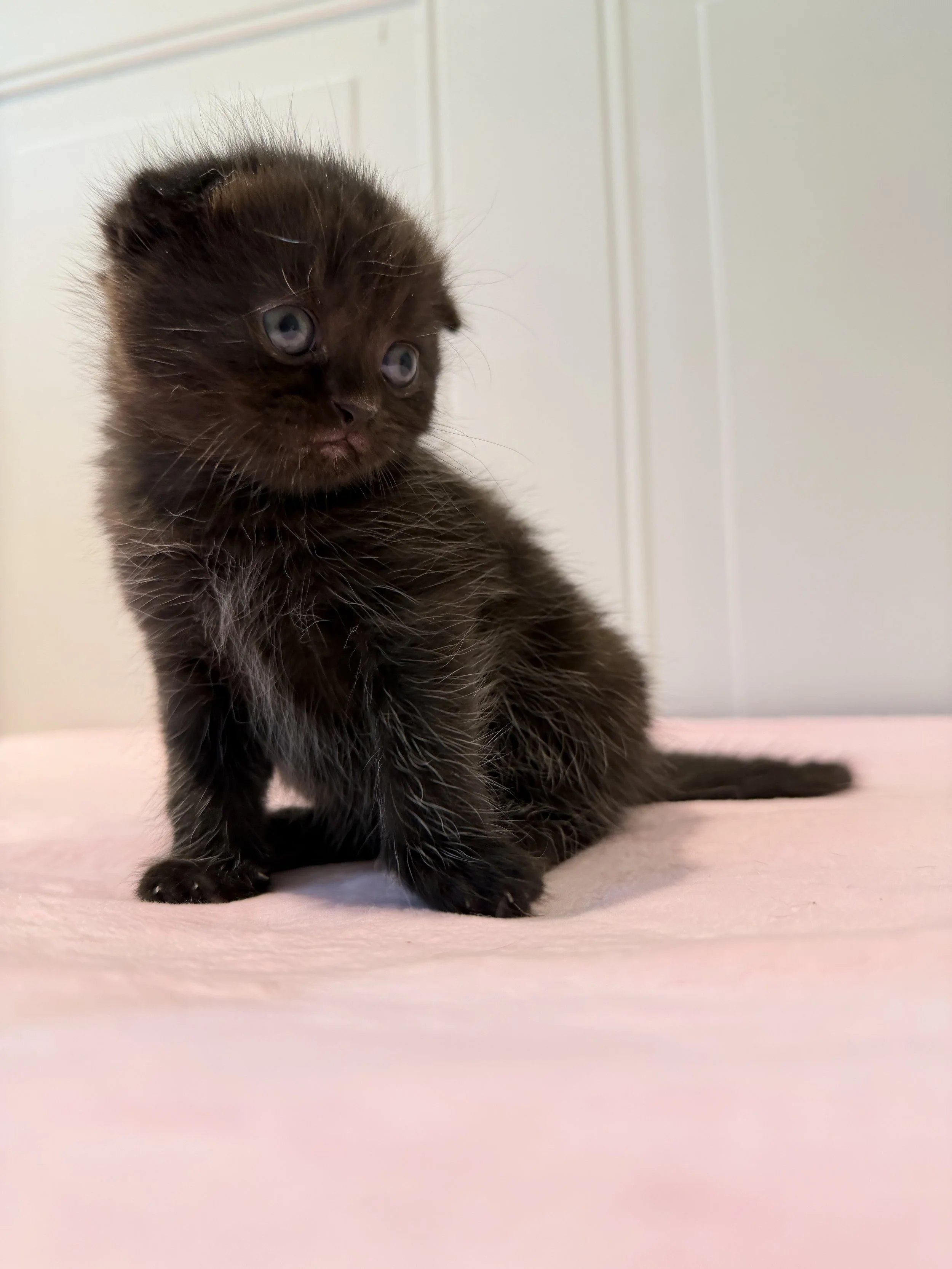 Eclipse, a handsome black Scottish Fold kitten from our Christmas 2026 litter at BestOfTheBestKittens.