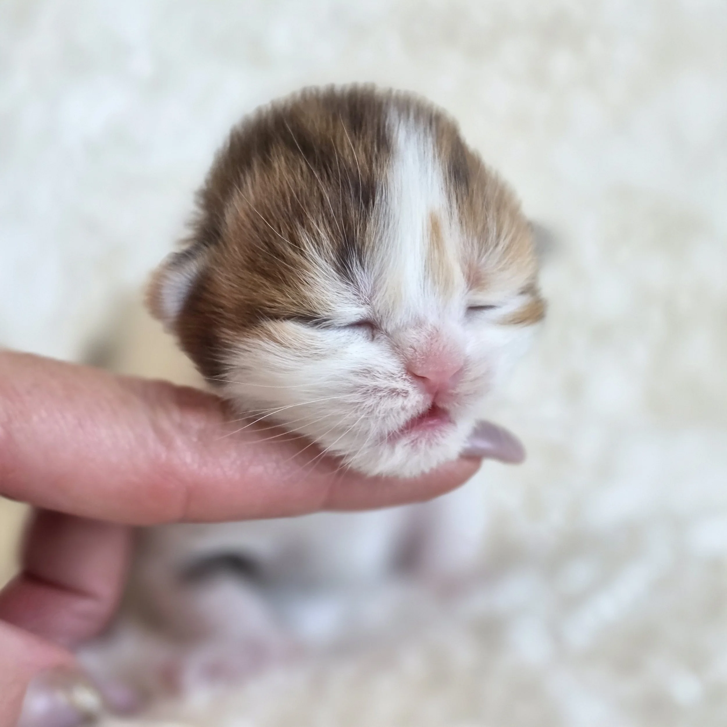 Development of Scottish Fold Kittens Up to 1 Month: Eyes, Ears, First Steps, Weaning, and Litter Training
