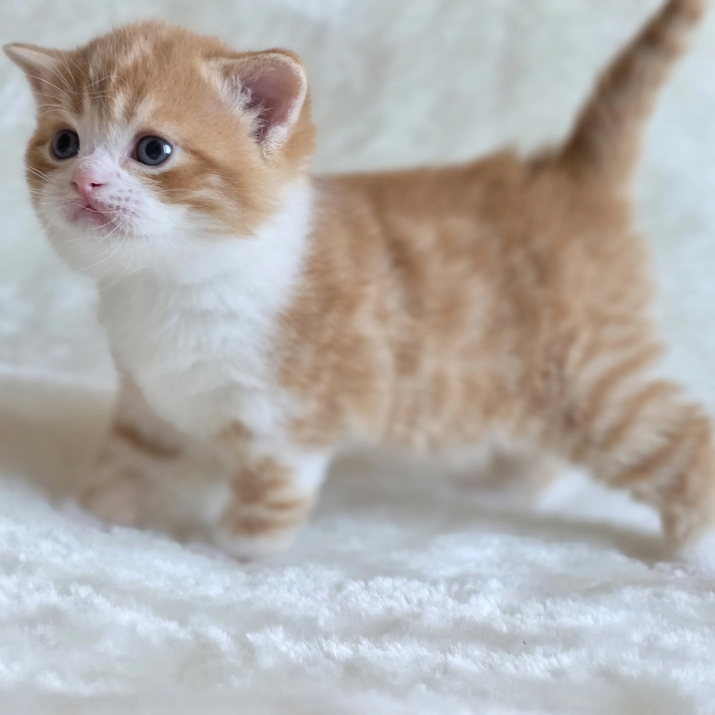 processed_Scottish straight shothair tabby red and white .jpg