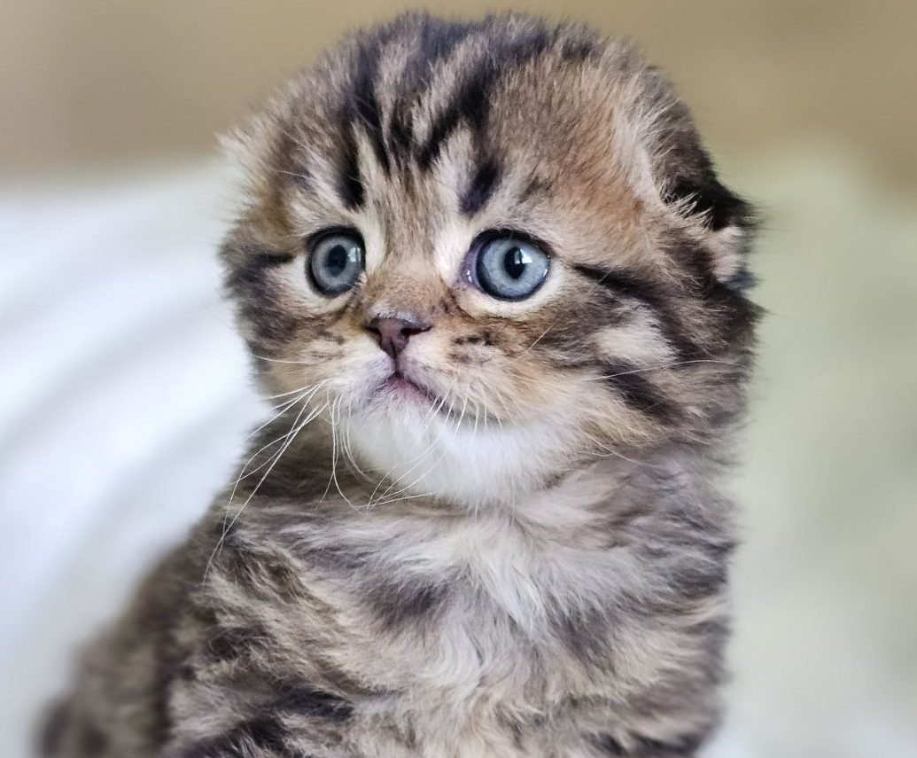 scottish-fold-brown-mackrel.jpg