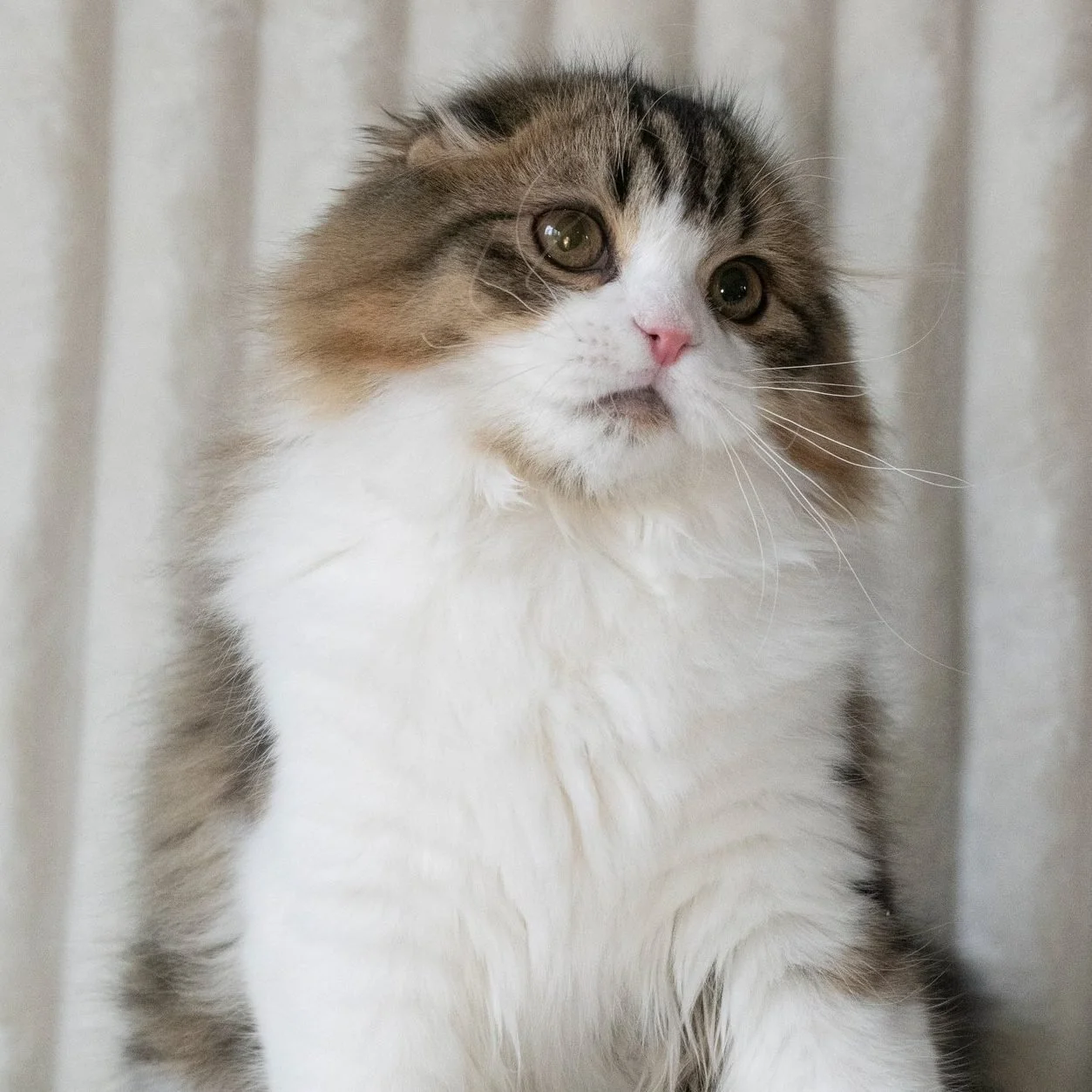 Ugo-Scottish-Fold-brown-bicolor2.jpg