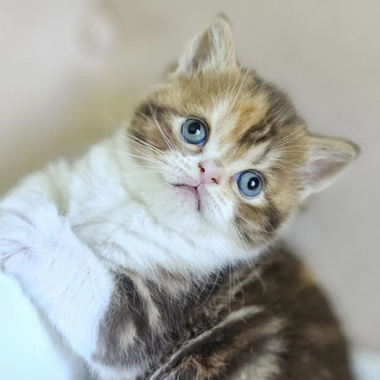 Wendy-Scottish-straight-chocolate-red-tortie.jpg