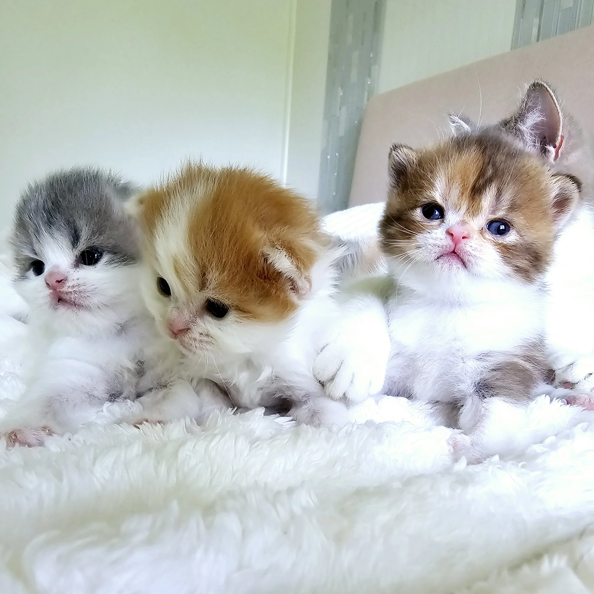 bi-color-kittens