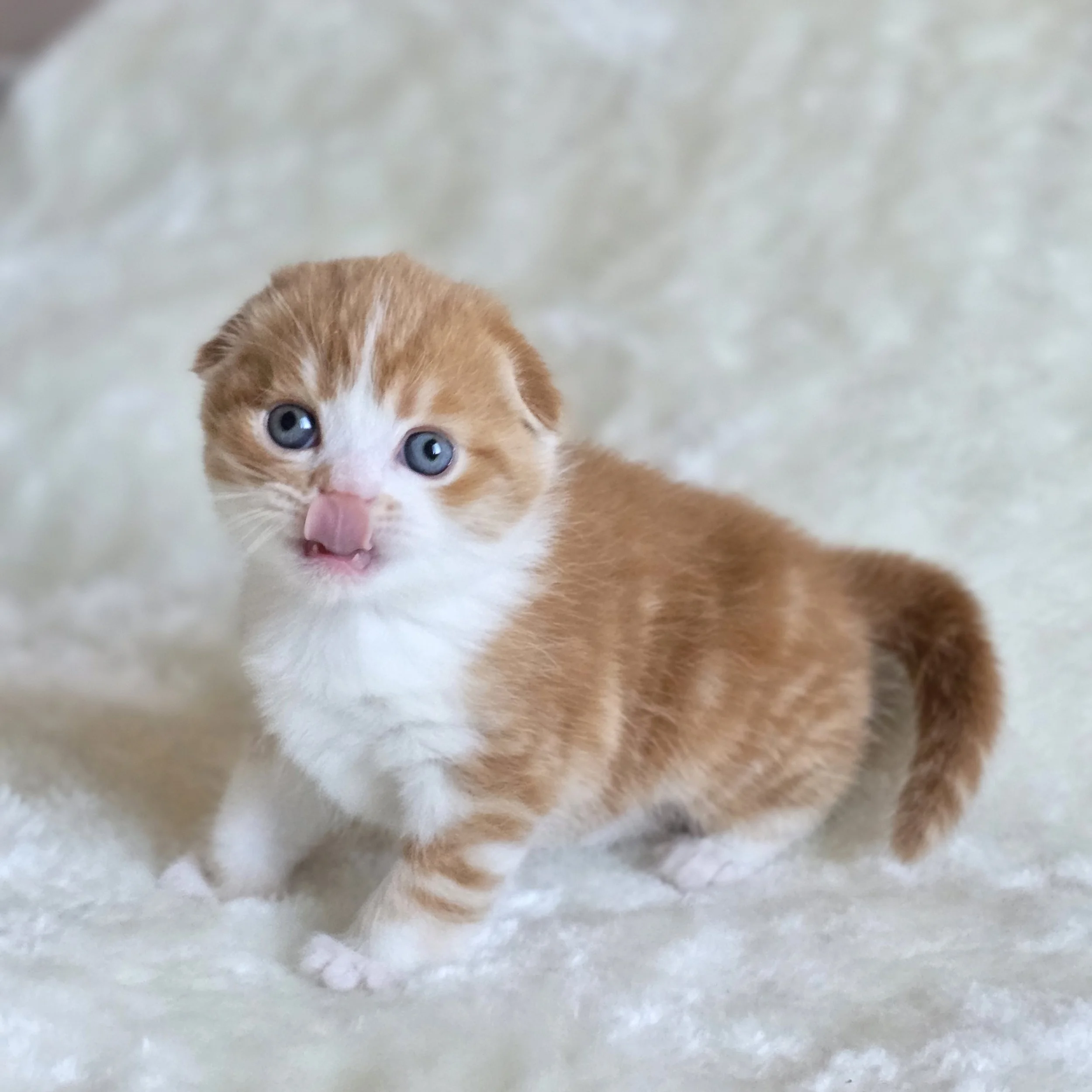 processed_Scottish fold short hair red bicolor .jpg