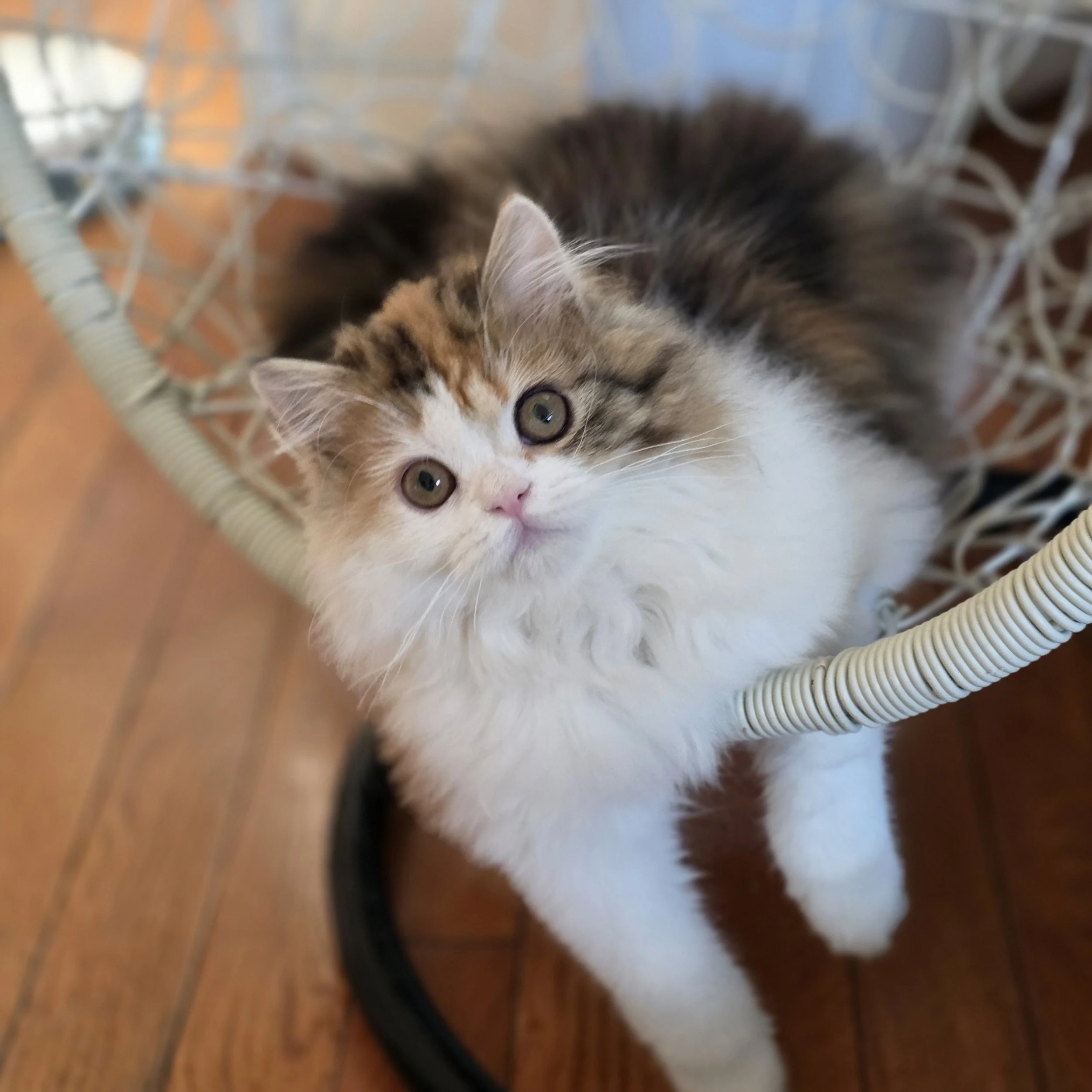 Zoe - Female, Scottish Straight Long Hair