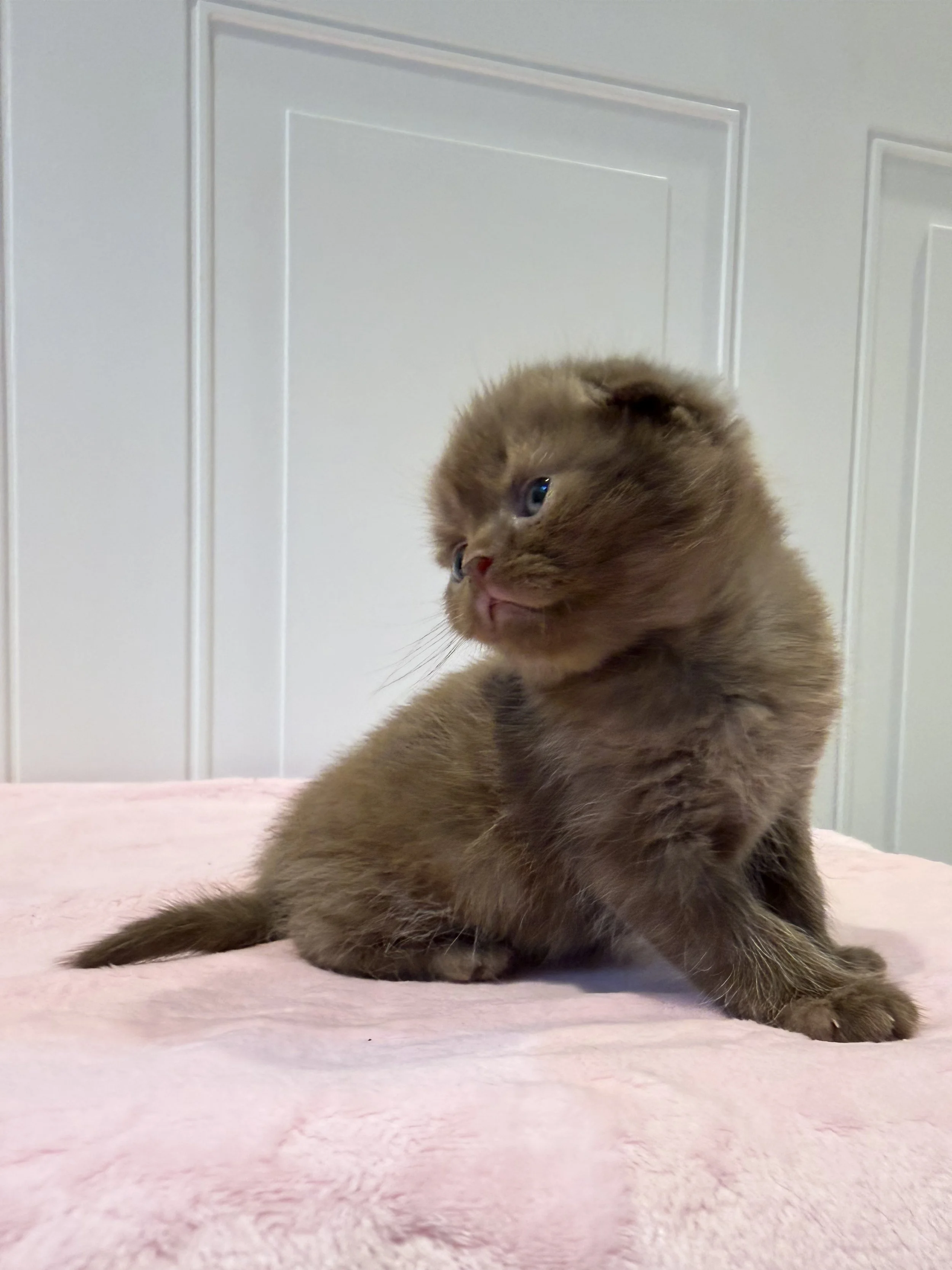 Chocolate Scottish Fold kitten Eclair, a beautiful male with folded ears from our September 2026 litter in Philadelphia, PA.